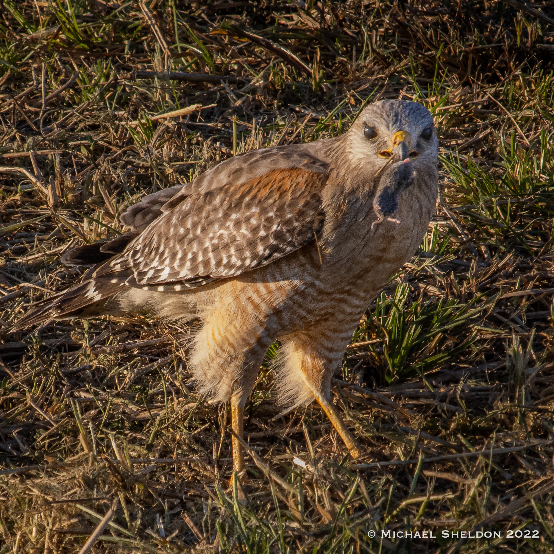 Red-shouldered Hawk