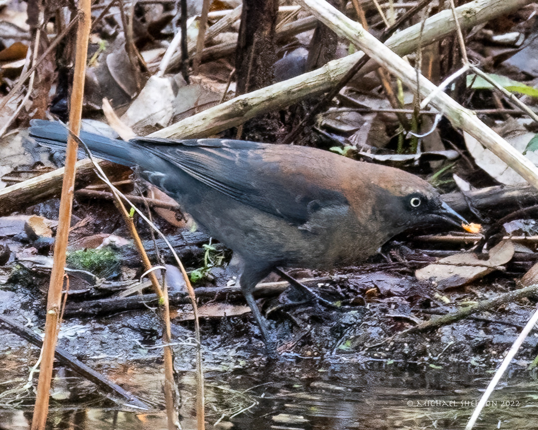 Rusty blackbird