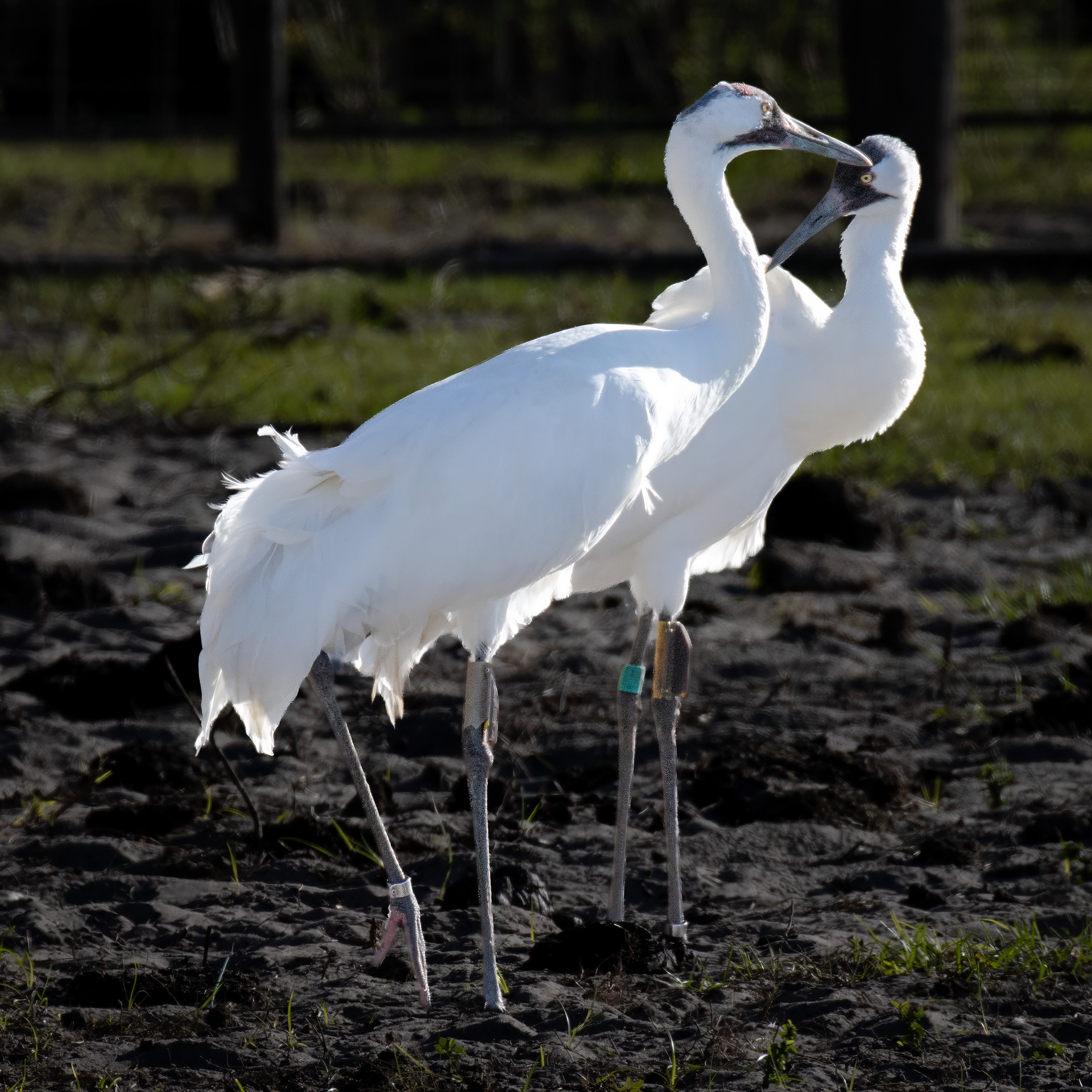 Whooping cranes