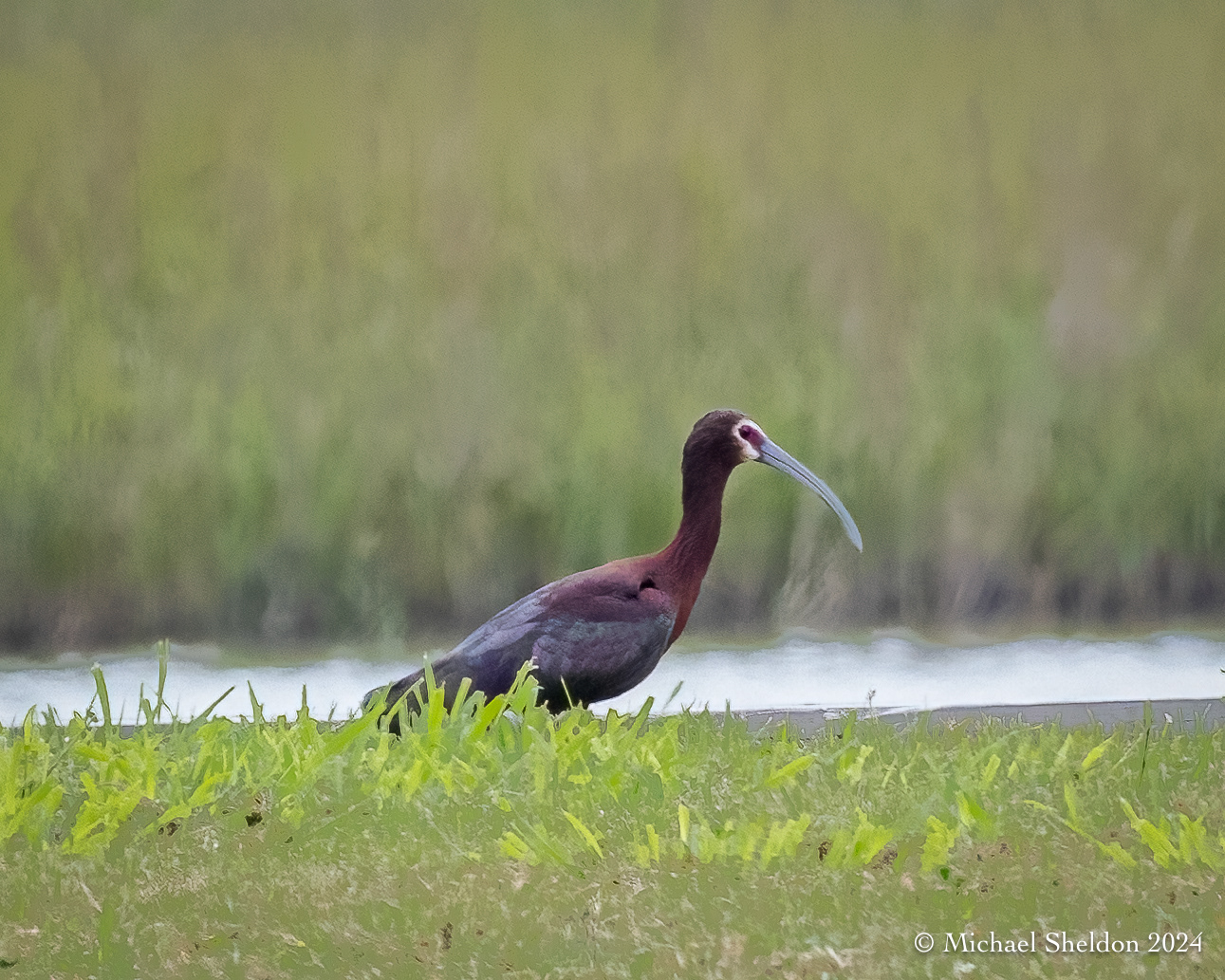 White-faced ibis