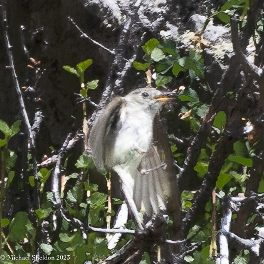 Cordilleran flycatcher