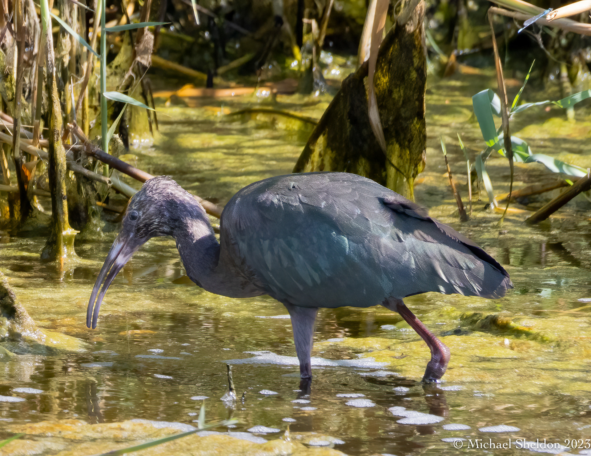 White-faced ibis
