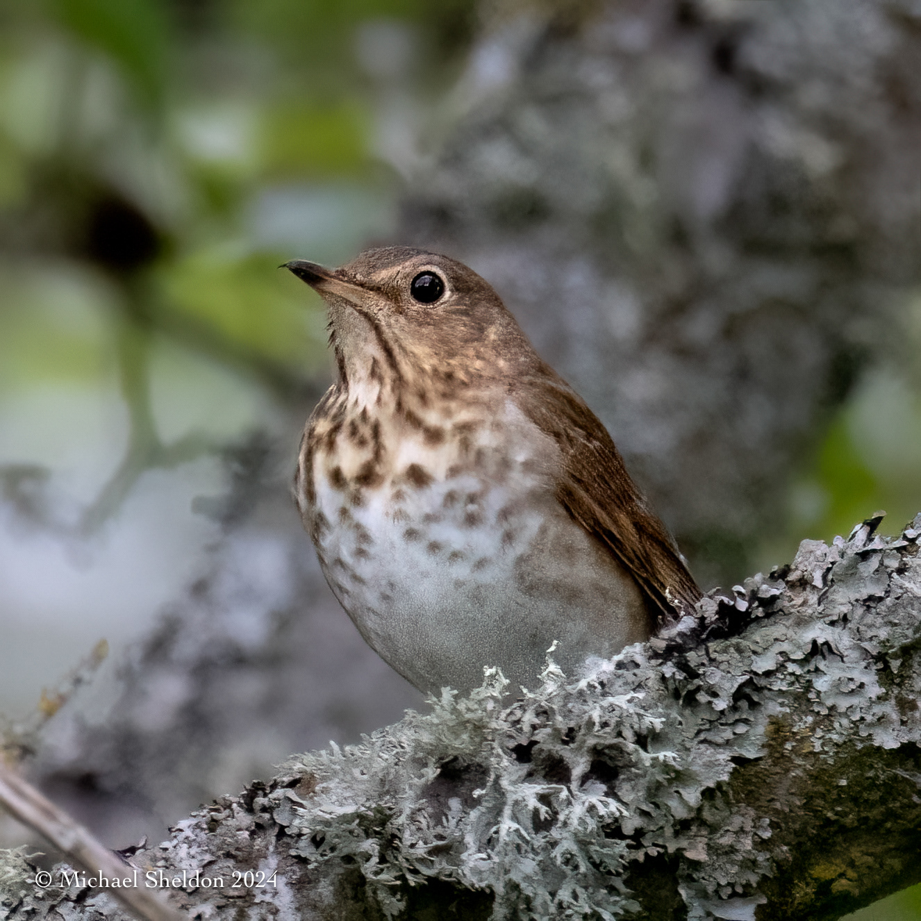Swainson's thrush