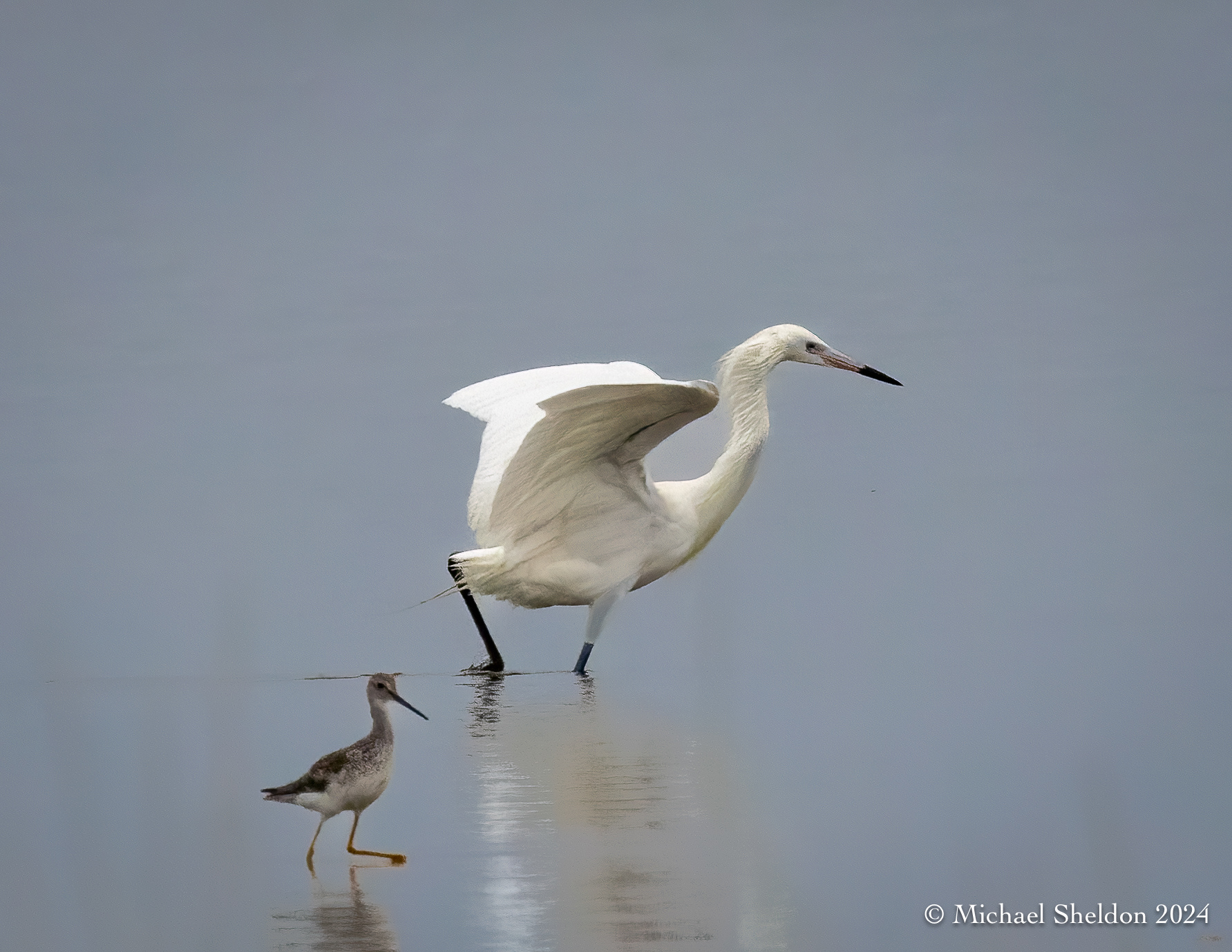Reddish egret (white morph) with greater yellowlegs