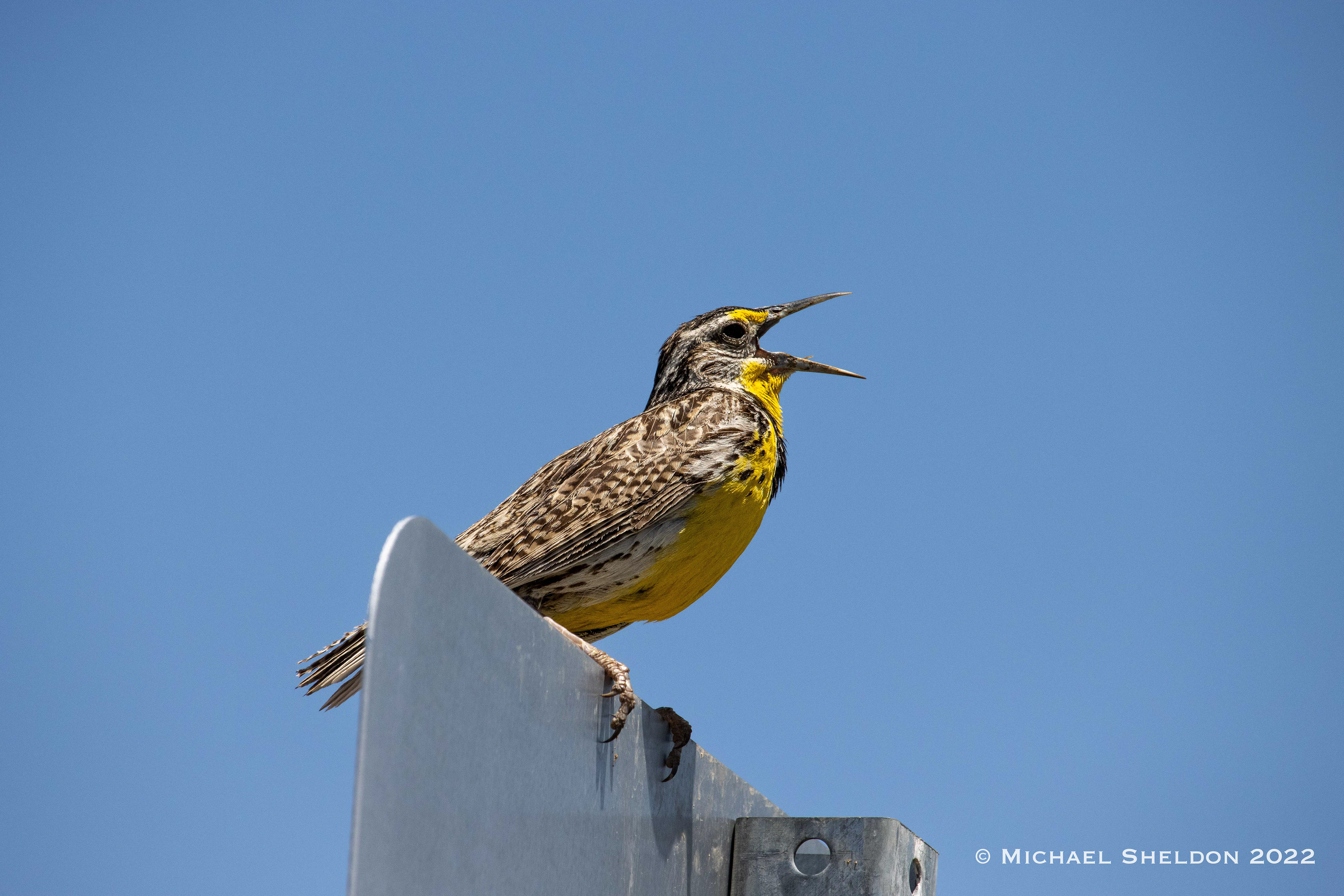 Western Meadowlark