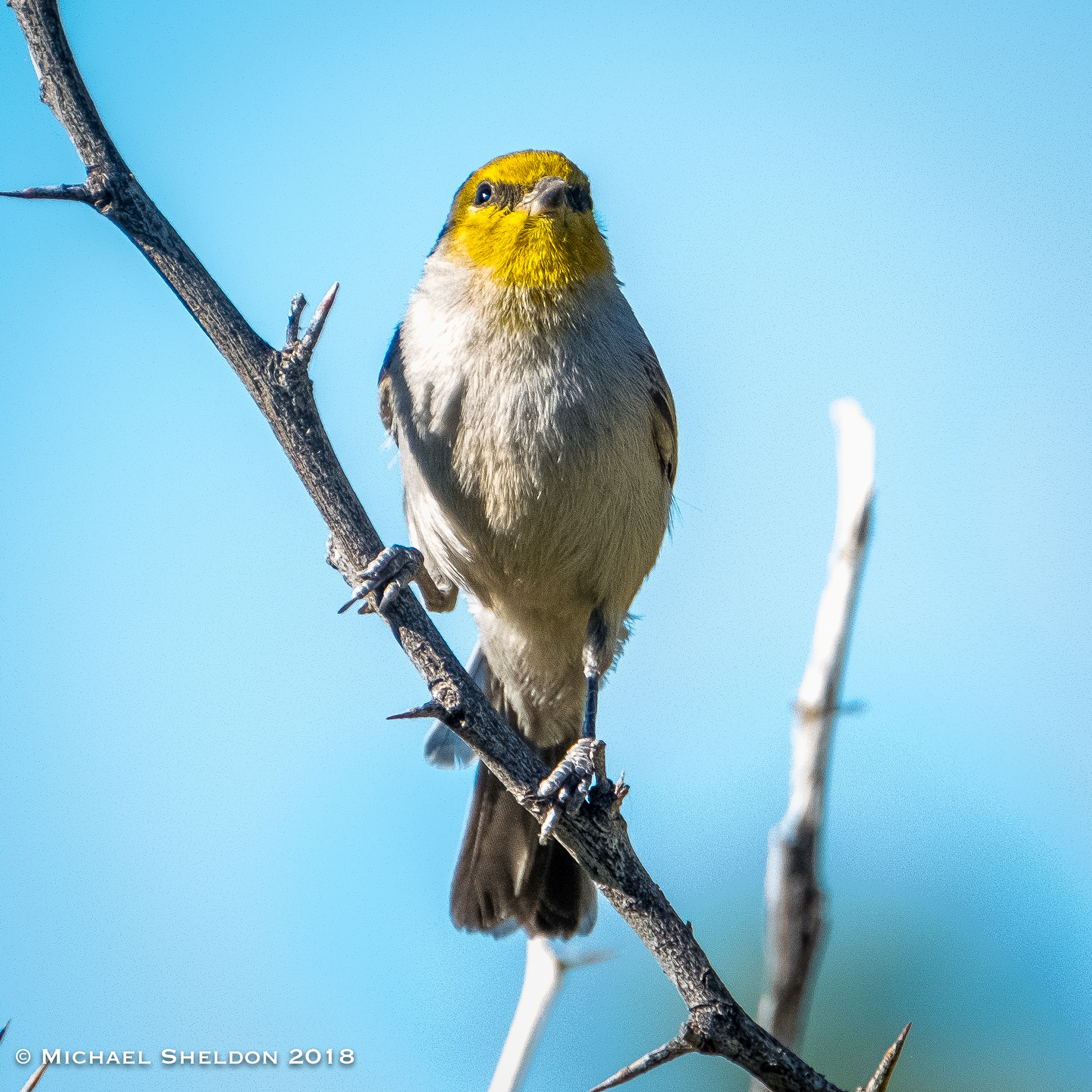Verdin