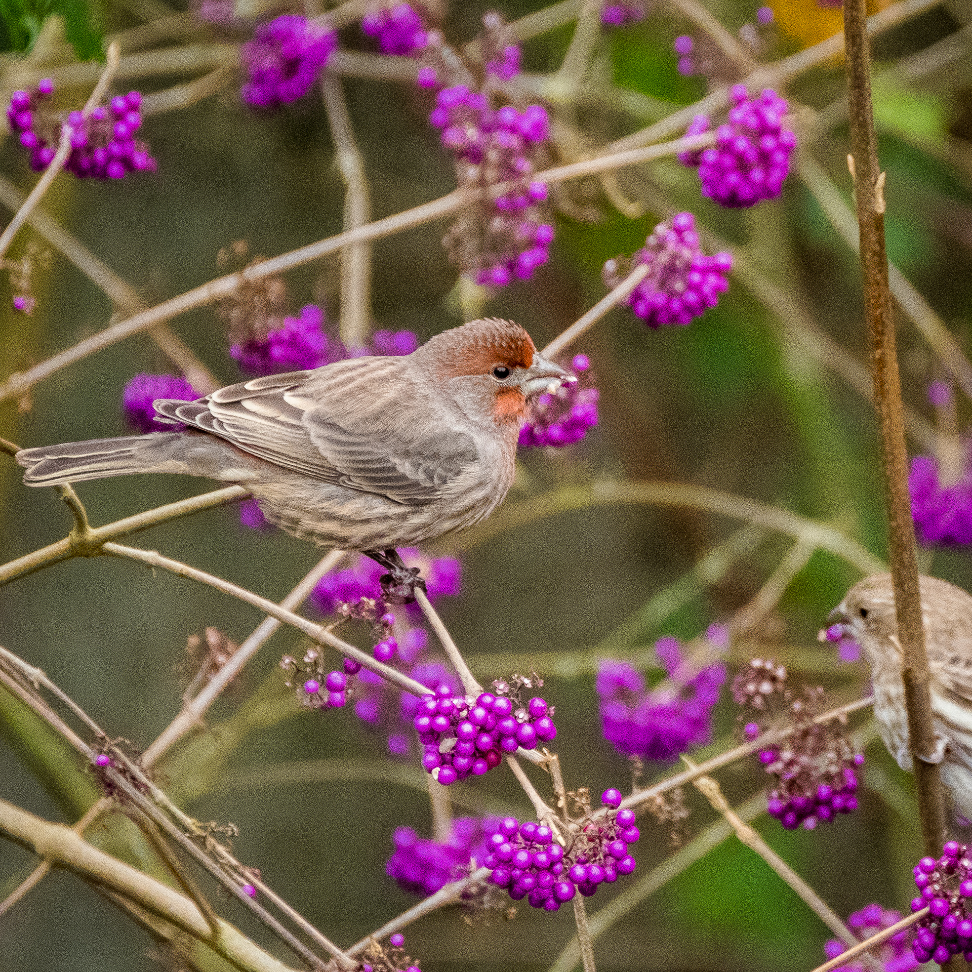 House finch