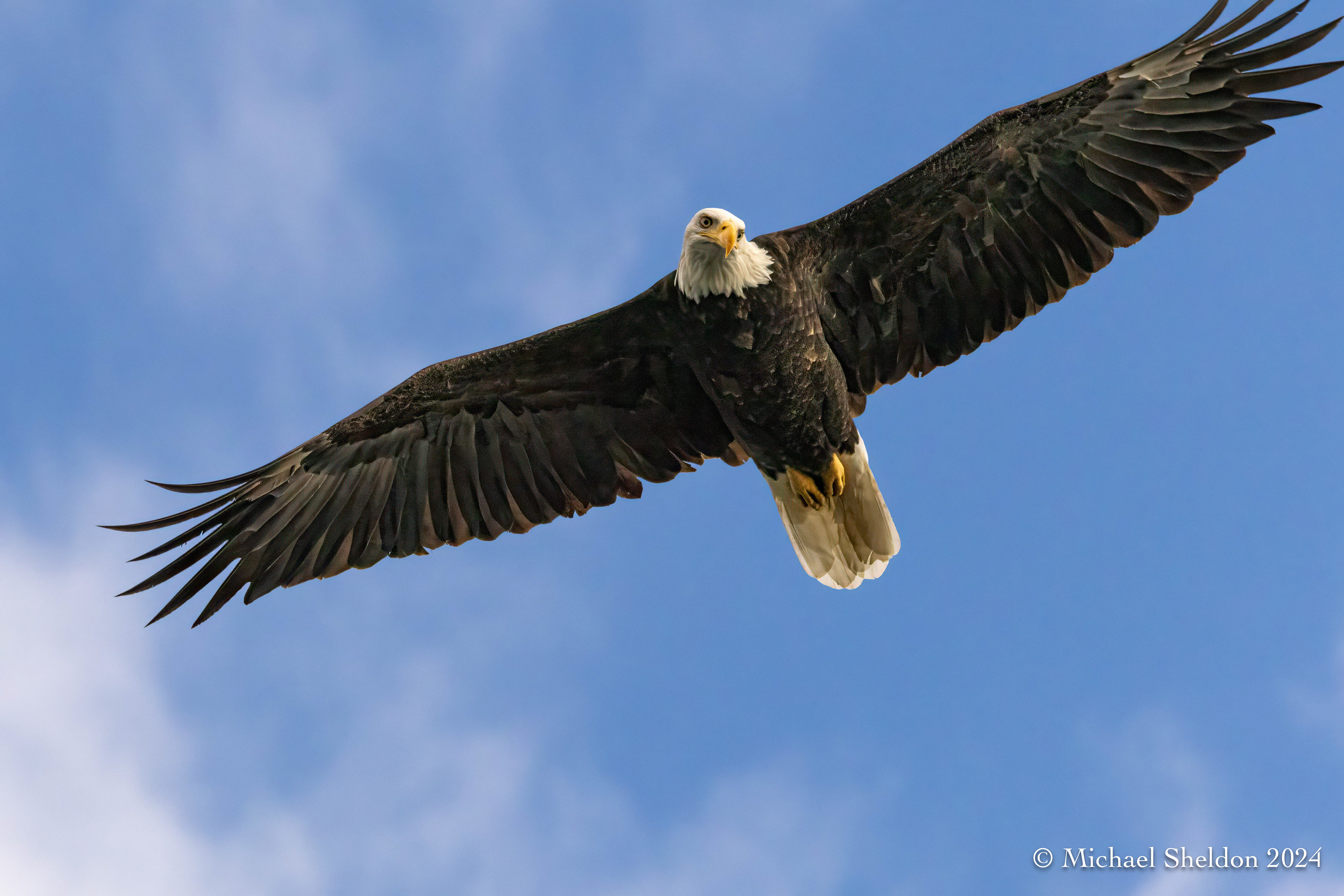 Bald eagle
