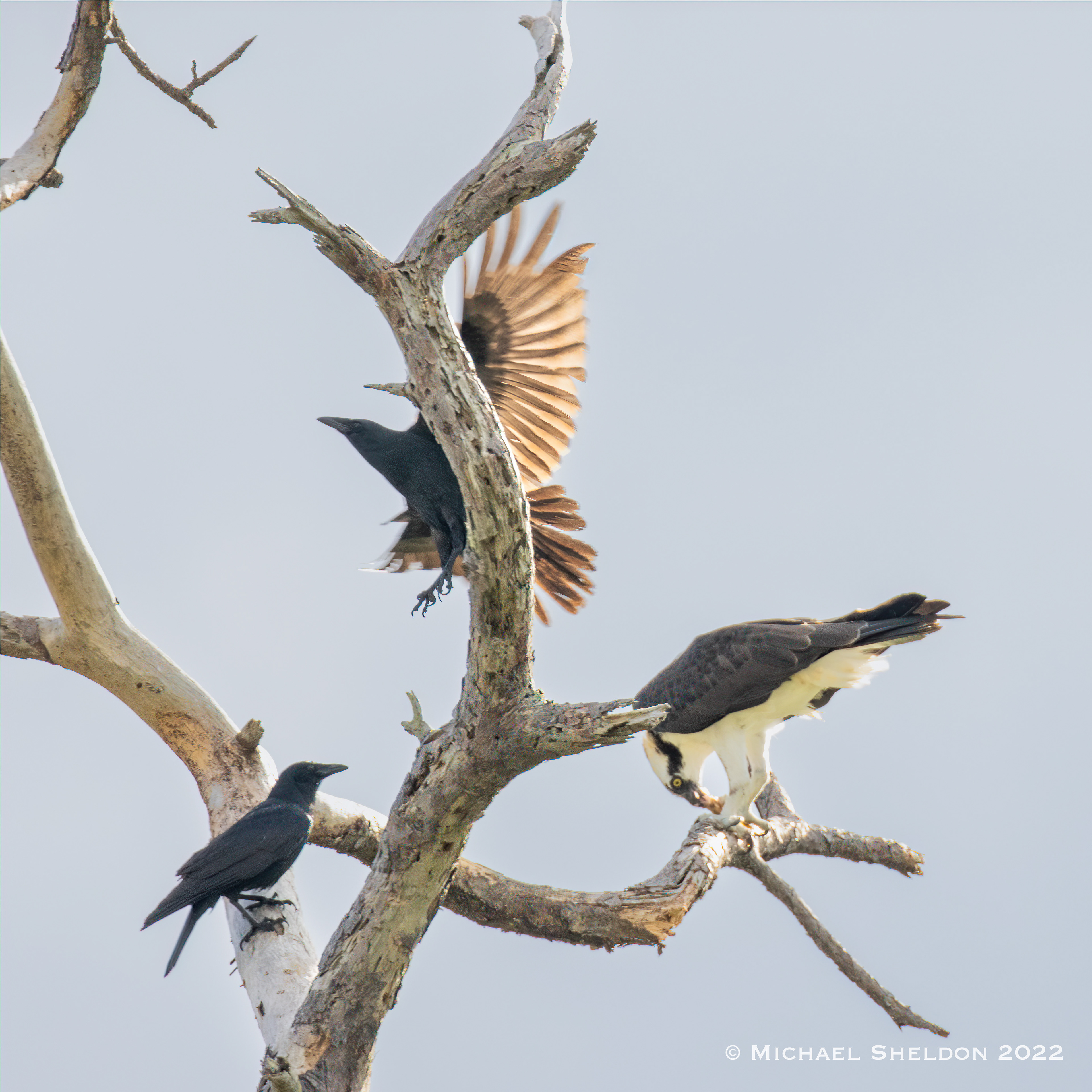 Fish Crows and Osprey