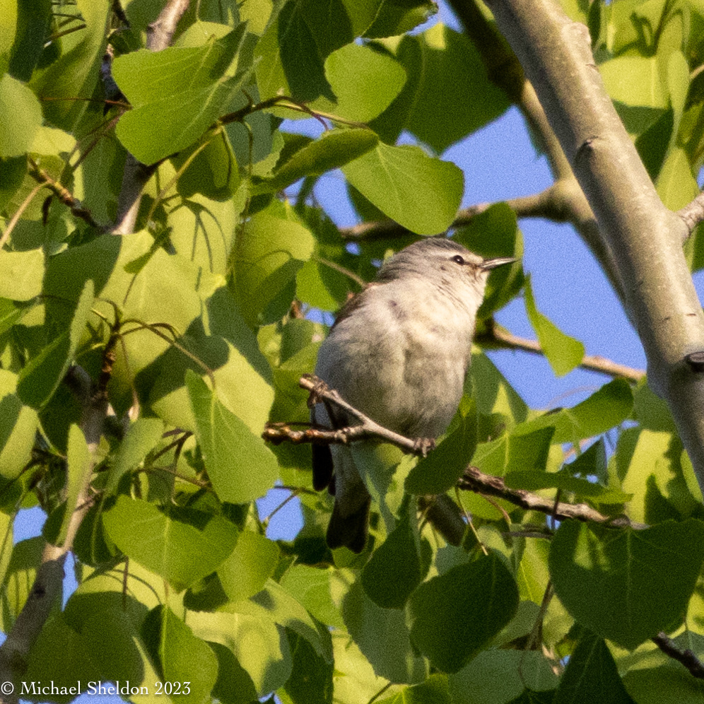 Tennessee warbler