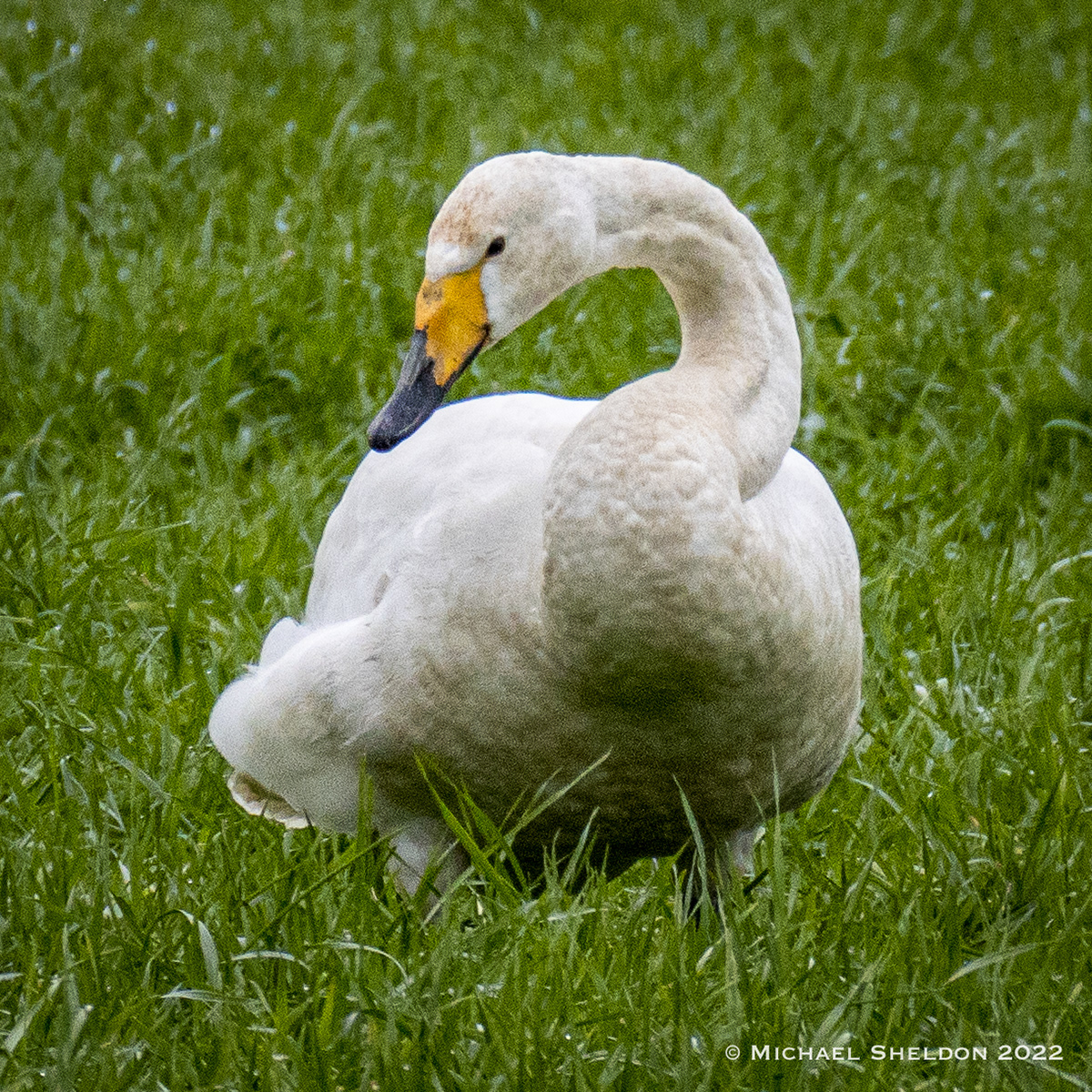 Whooper Swan