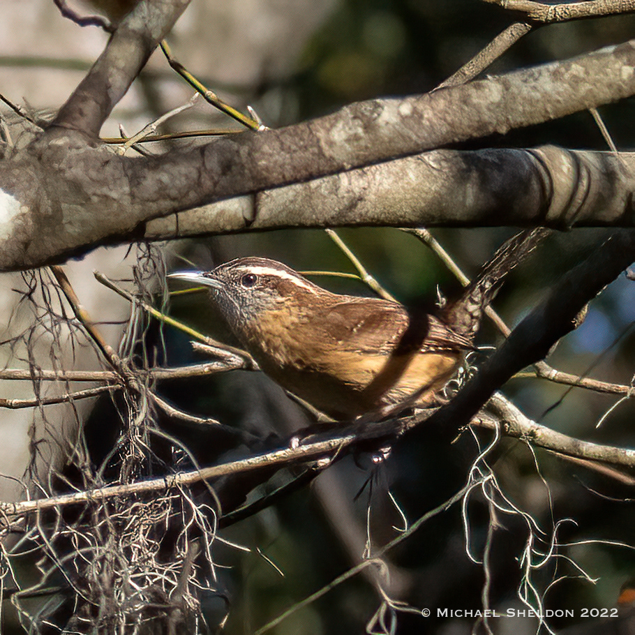 Carolina Wren