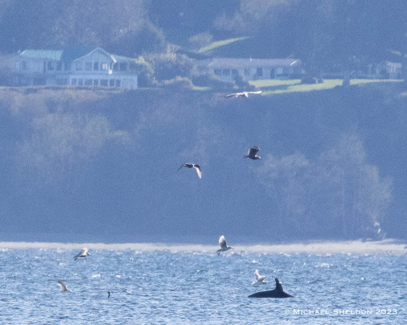 Orca followed by gulls and cormorants