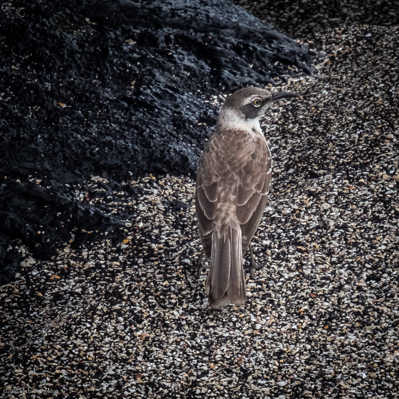 Galapagos Mockingbird