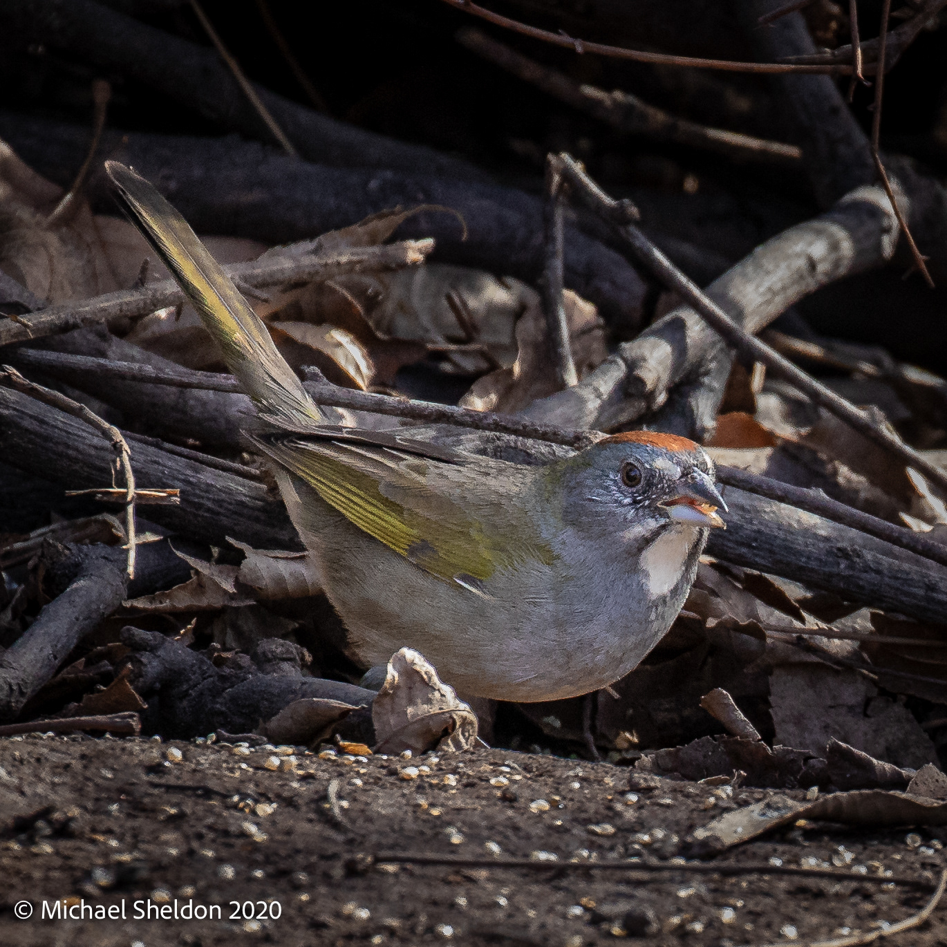 Green-tailed Towhee