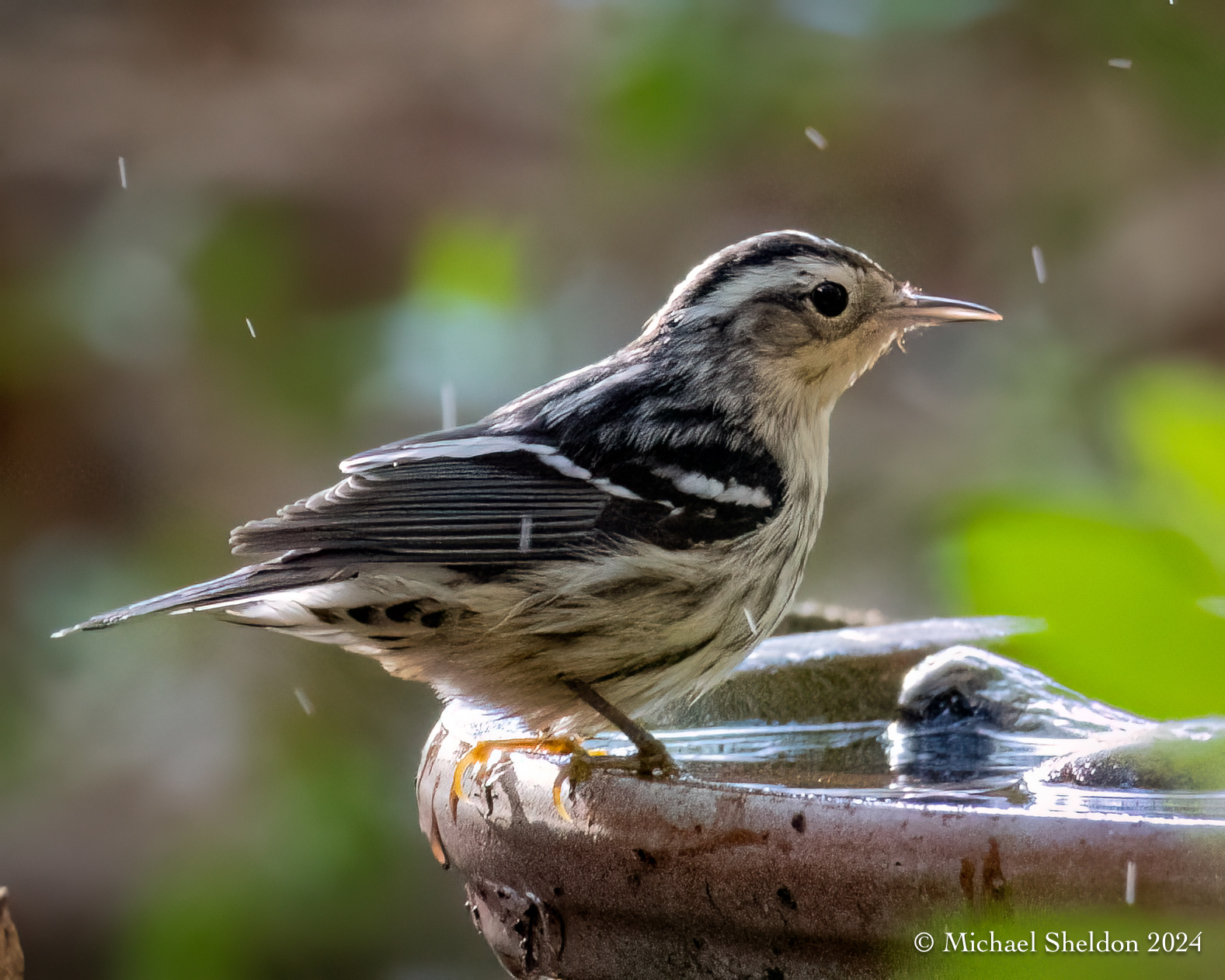 Black-and-white warbler