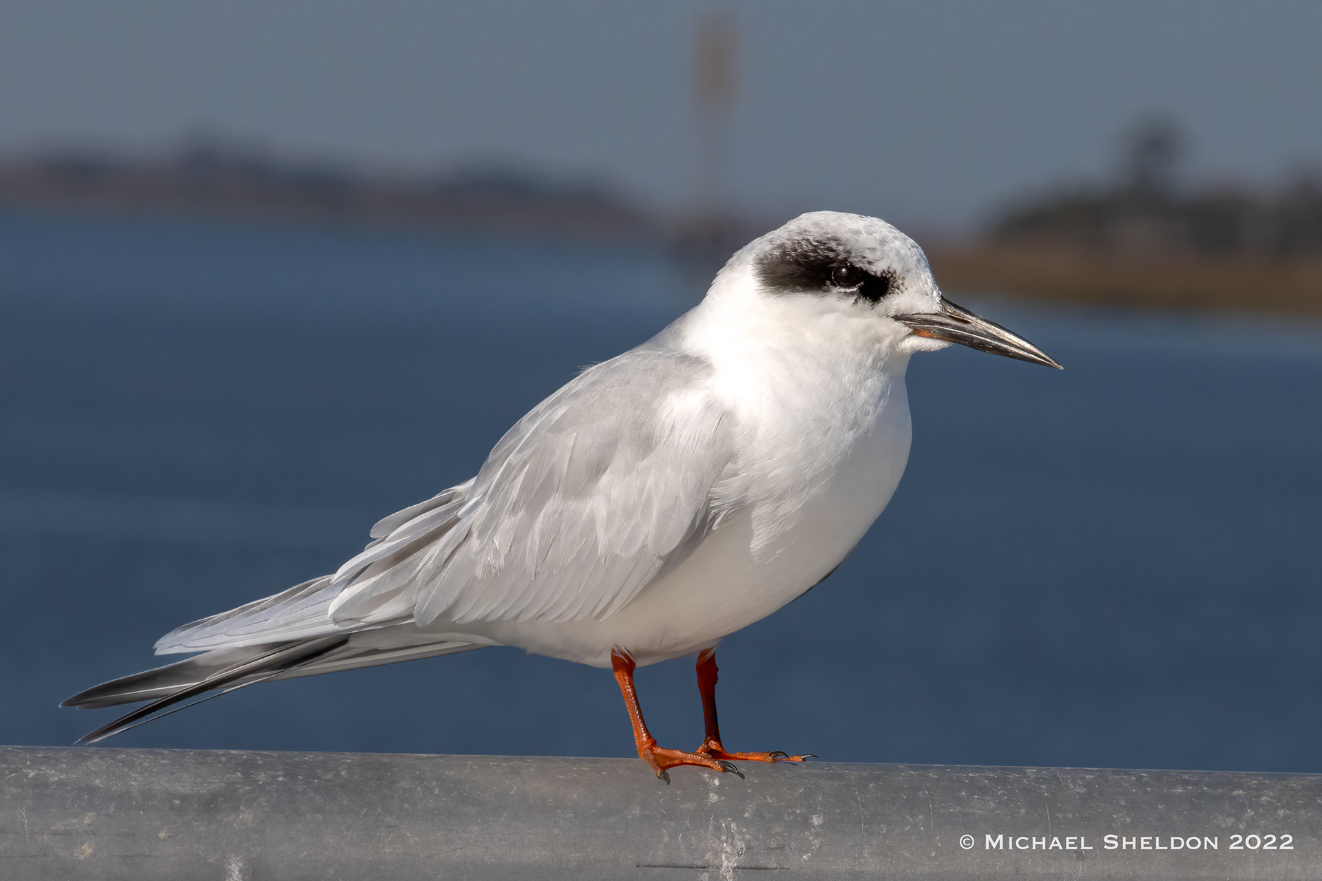 Forster's Tern (Ft. Pulaski, Georgia)