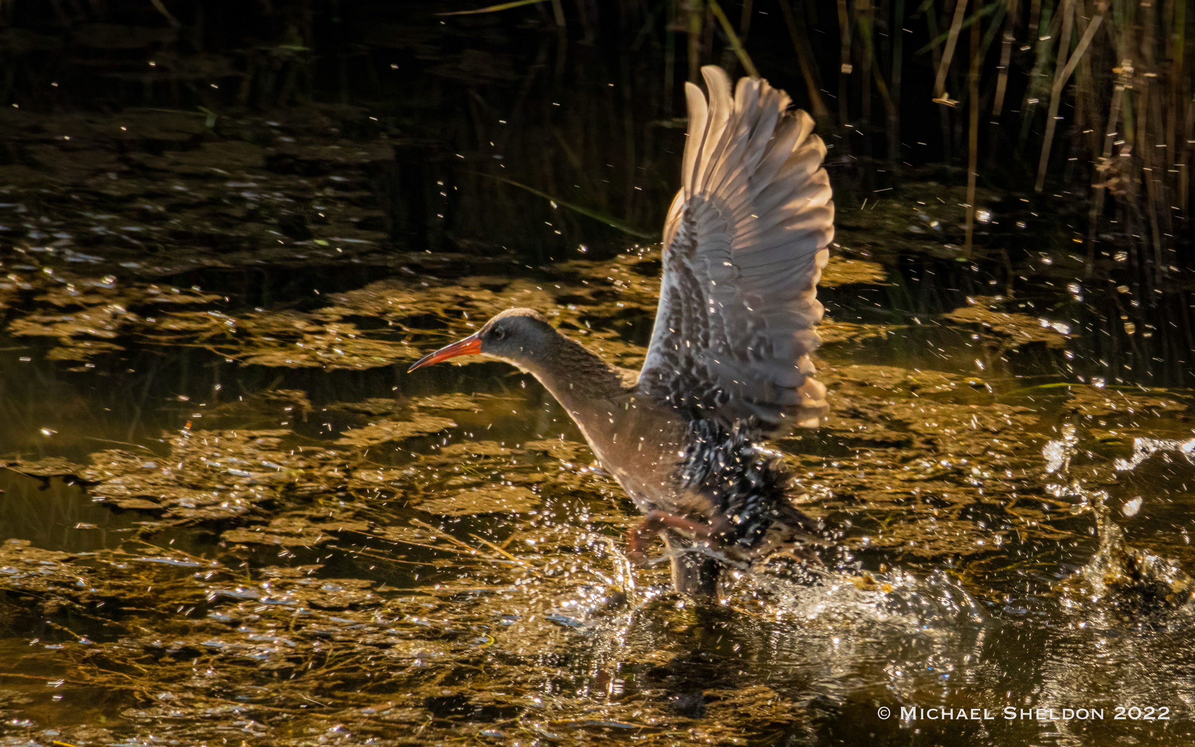 Virginia rail