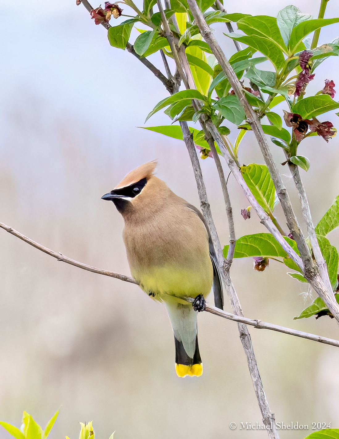 Cedar waxwing