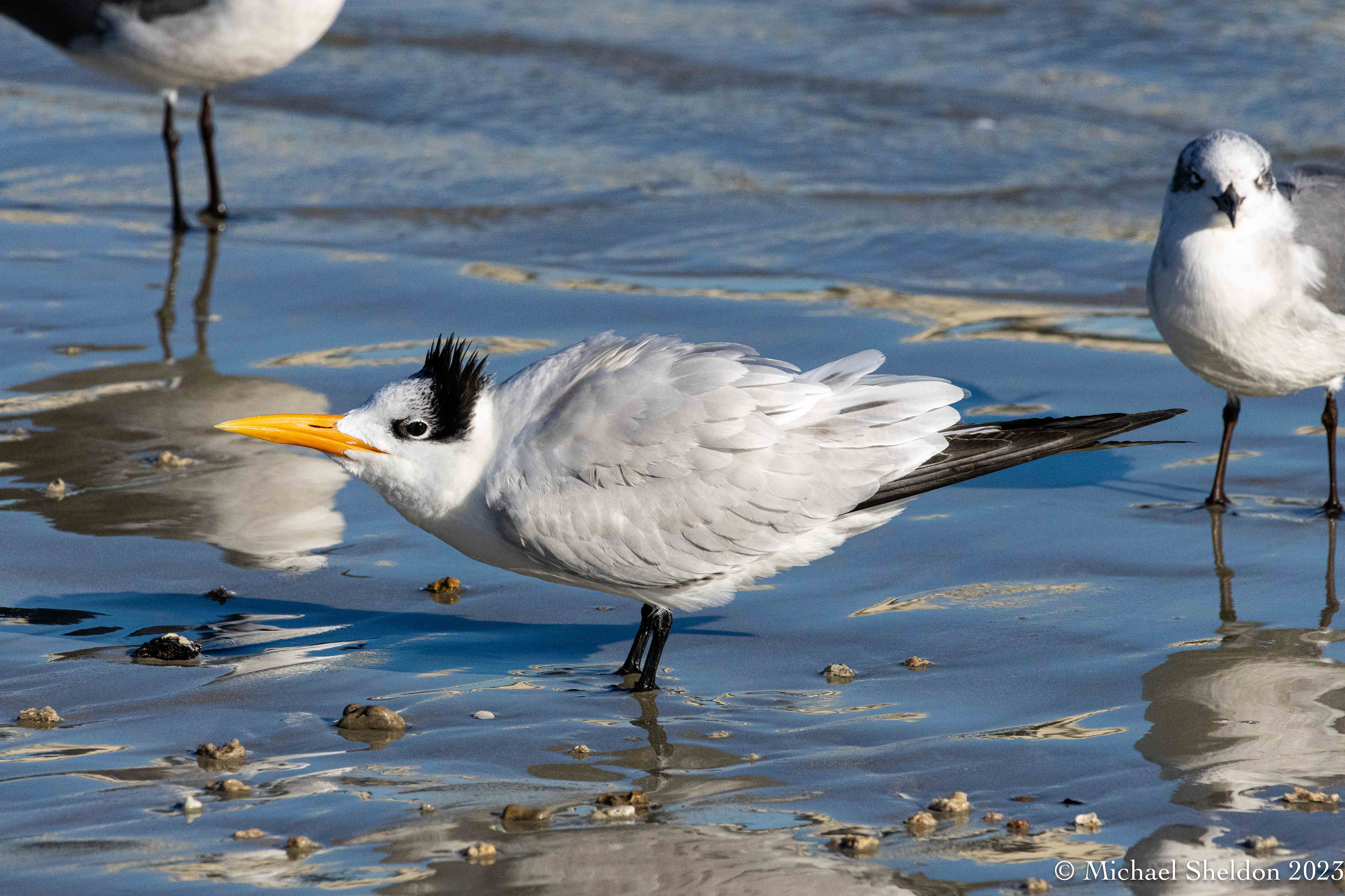 Royal tern