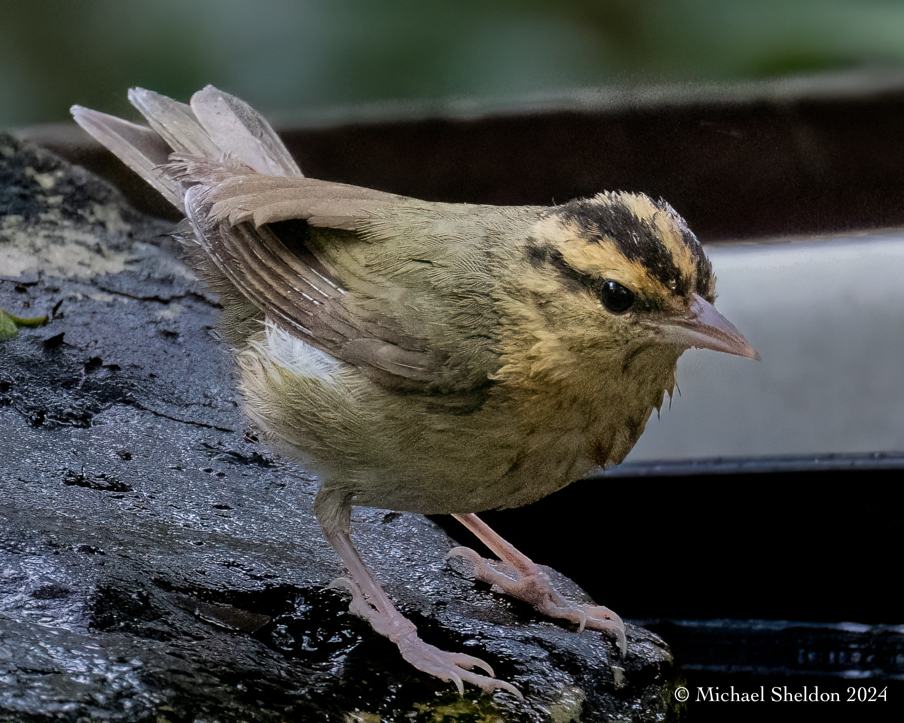 Worm-eating warbler