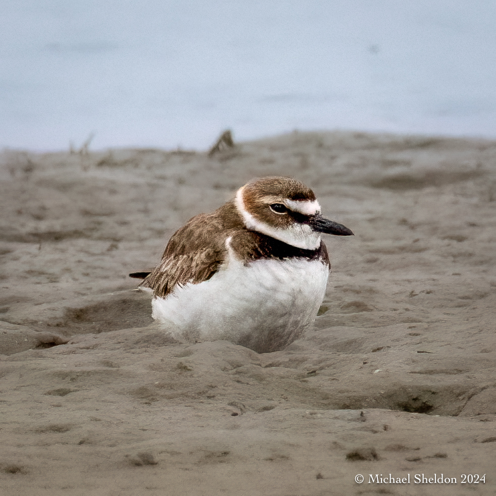 Wilson's plover (m)