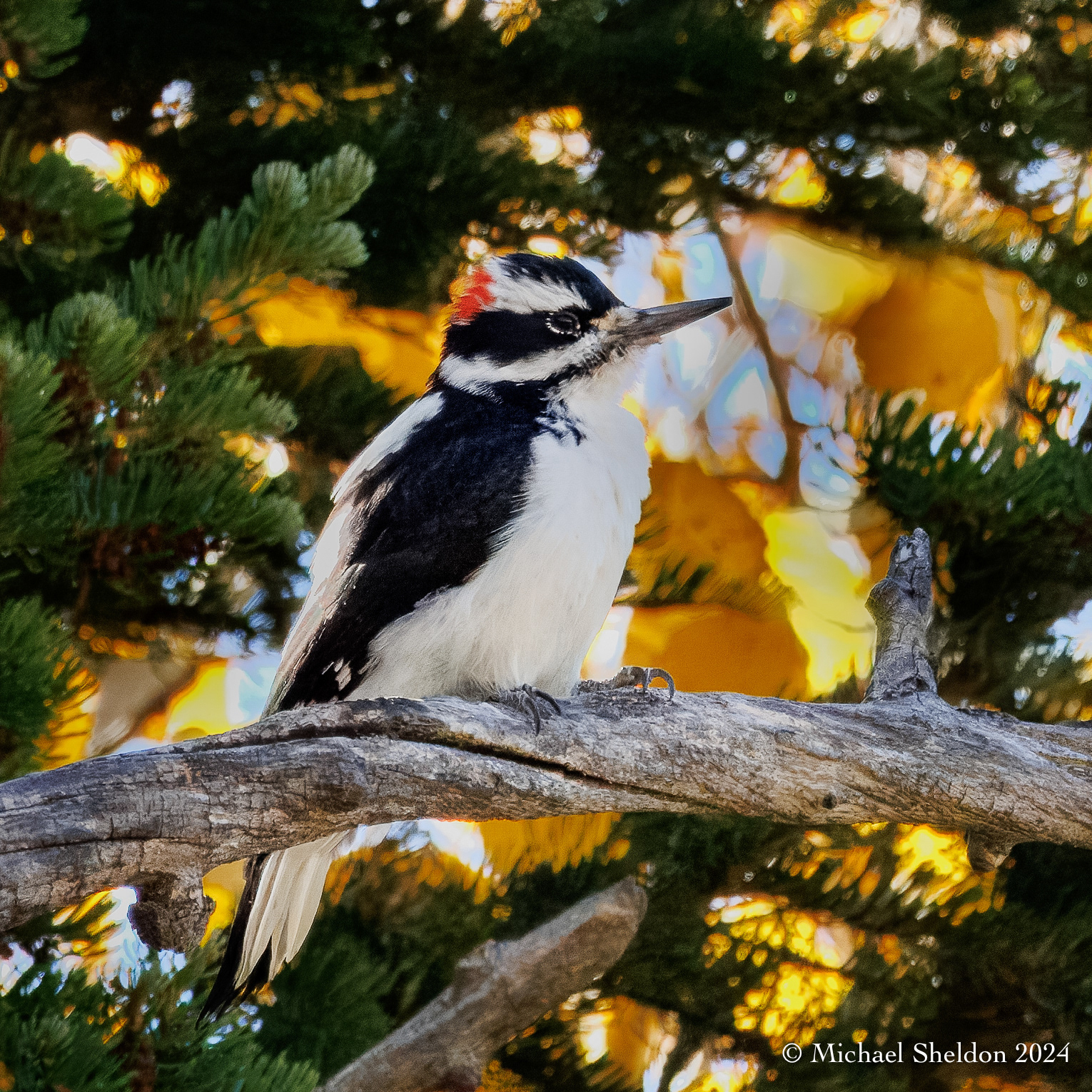 Hairy woodpecker