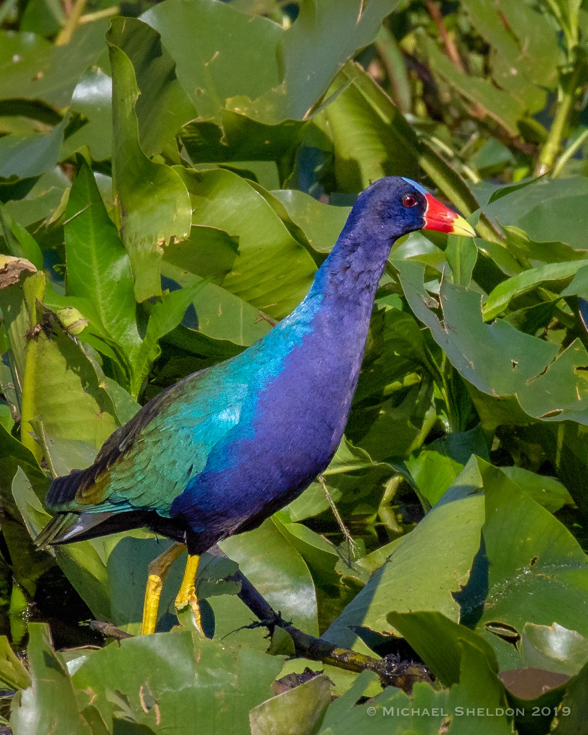 Purple Gallinule