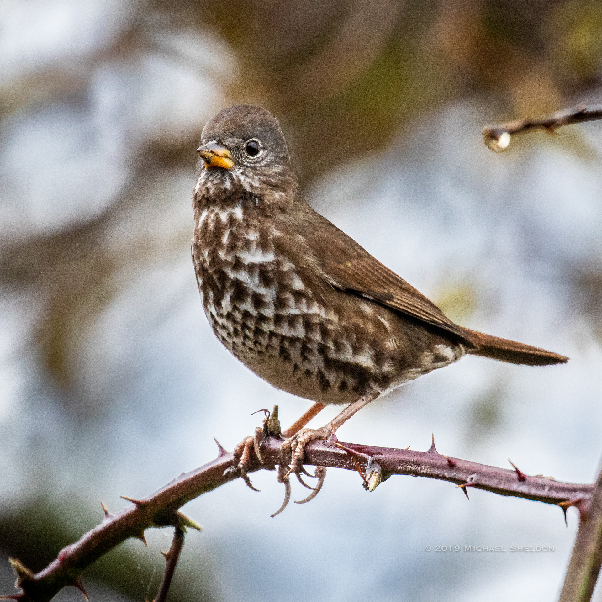 Fox sparrow