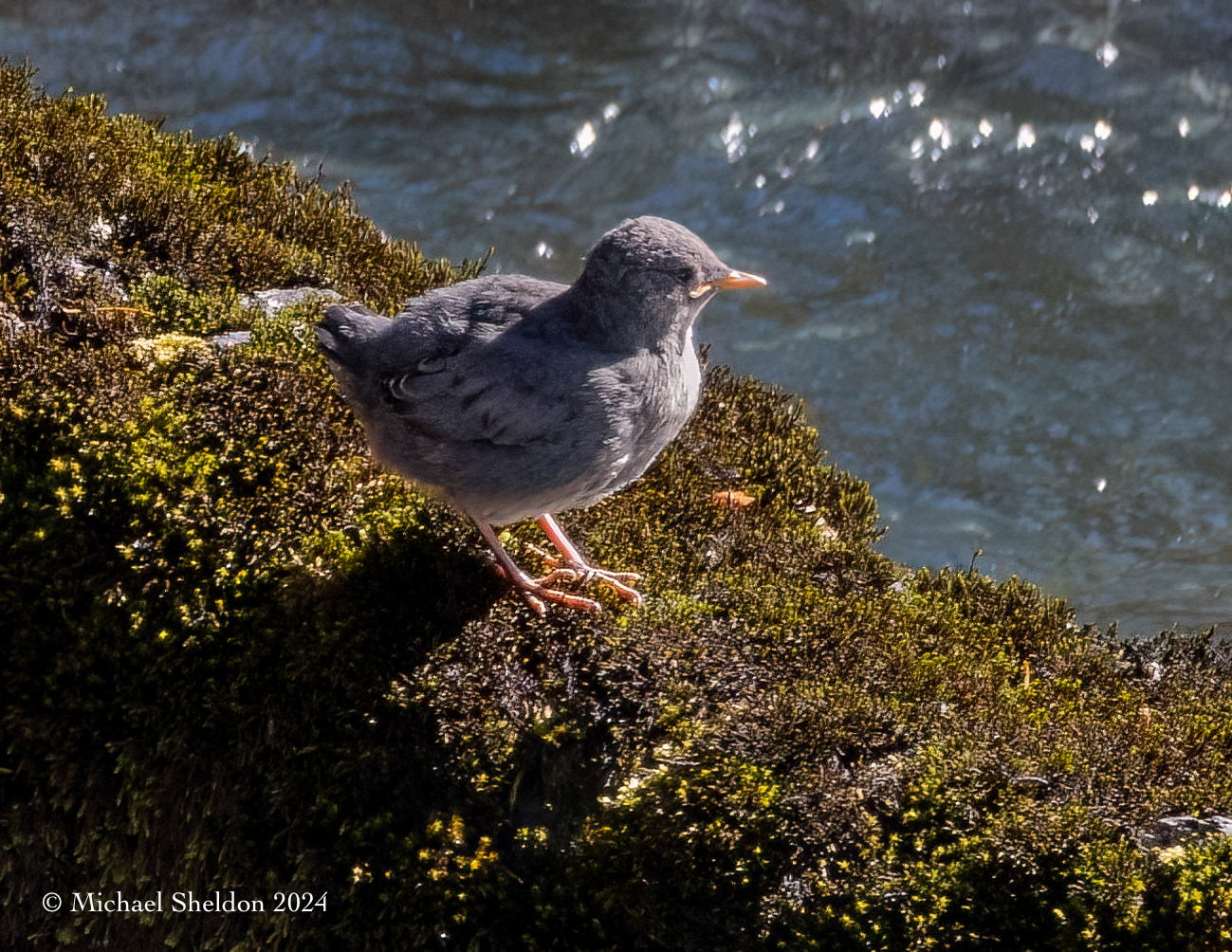 Dipper