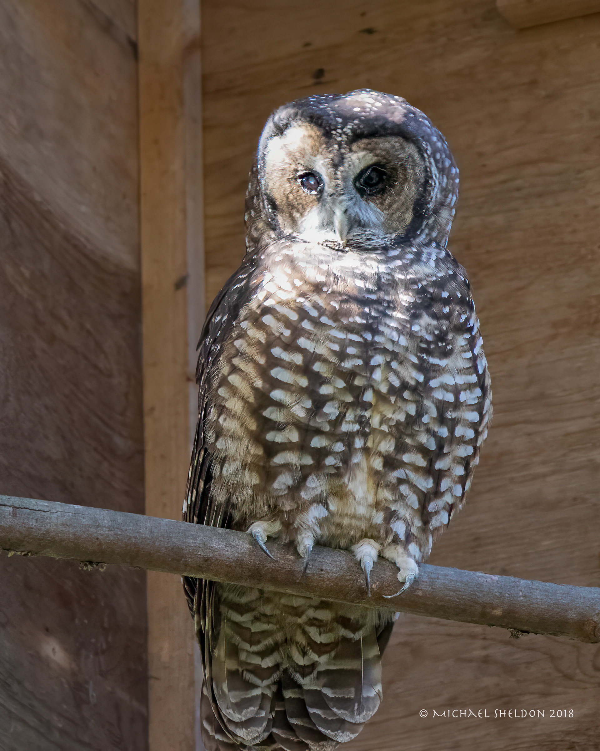 Blind spotted owl in rehab