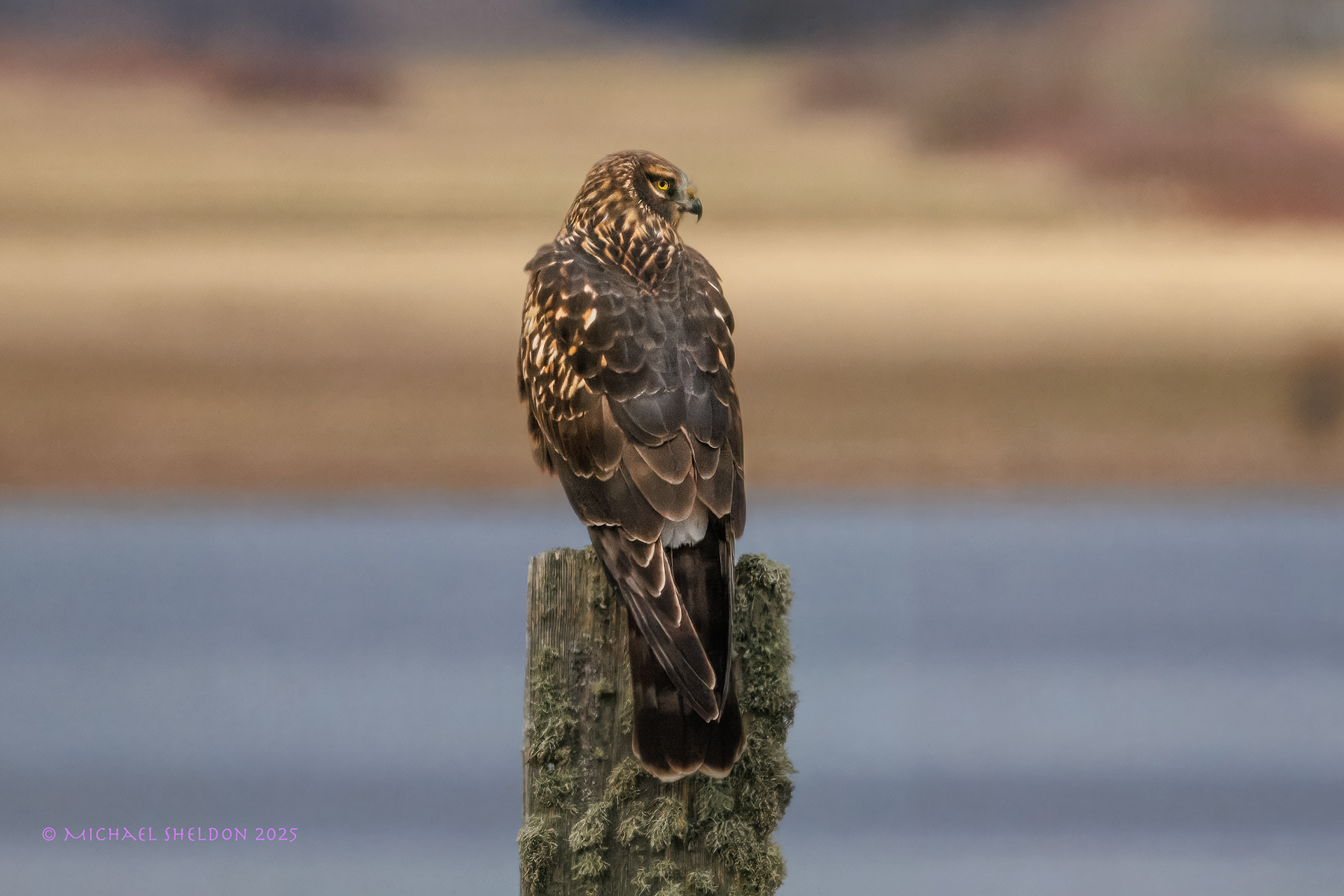 Marsh hawk