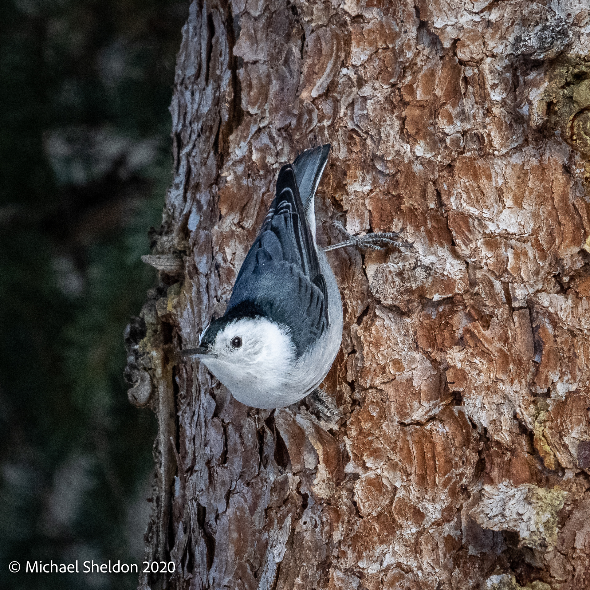 White-breasted nuthatch