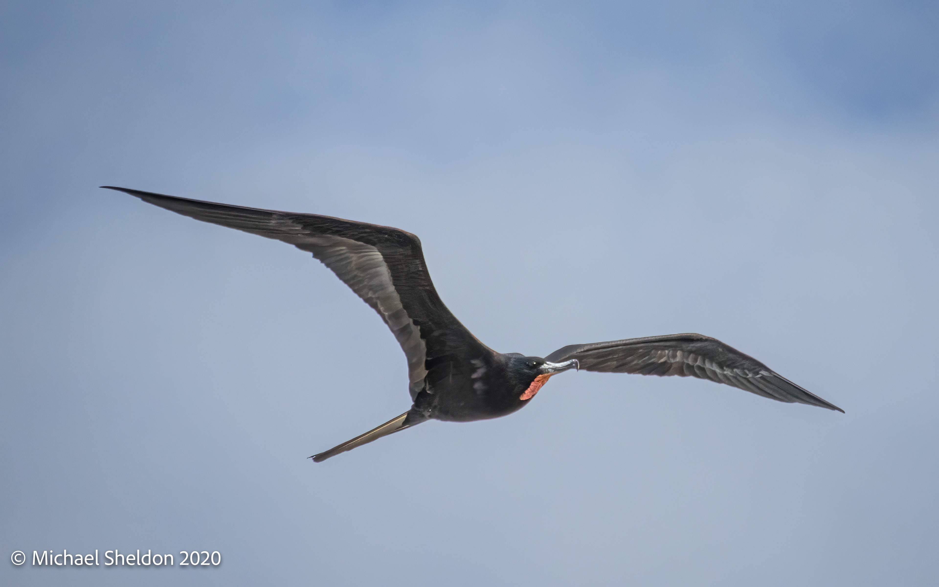 Magnificent Frigatebird