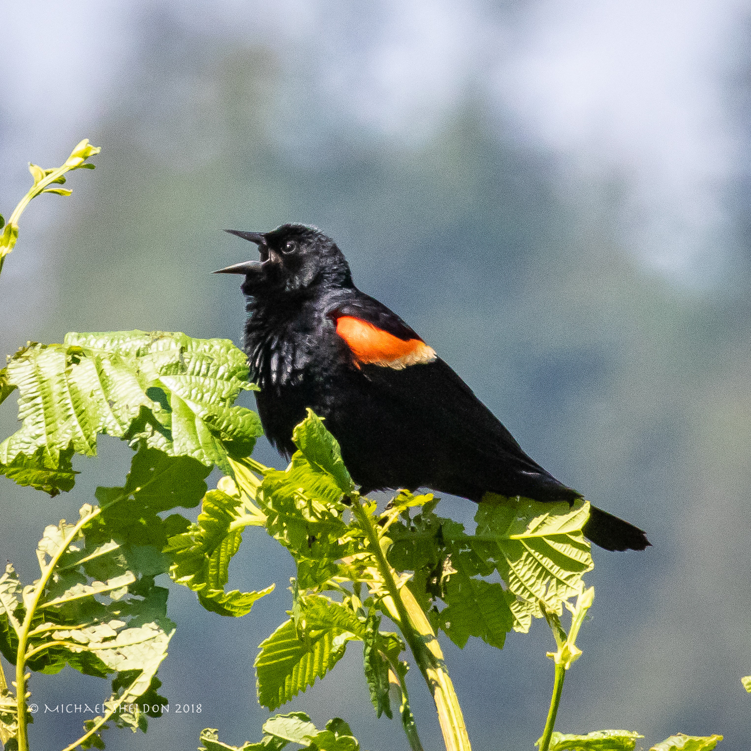 Redwinged blackbird