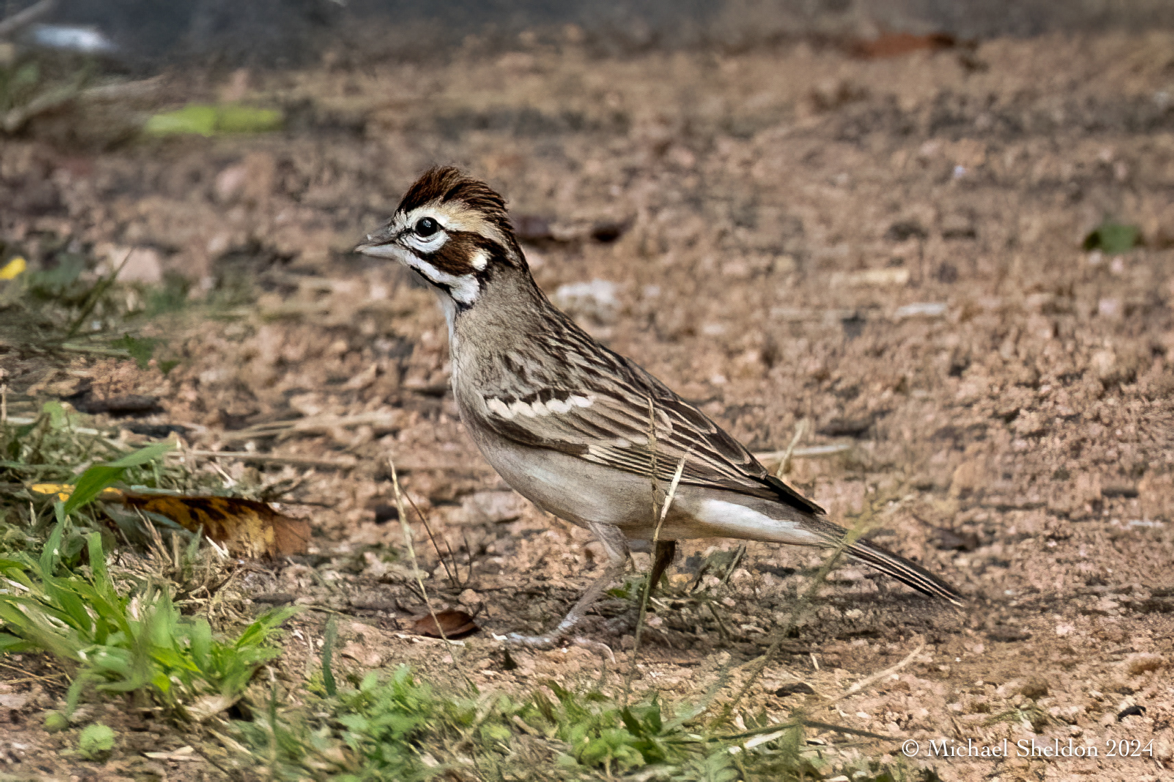 Lark sparrow