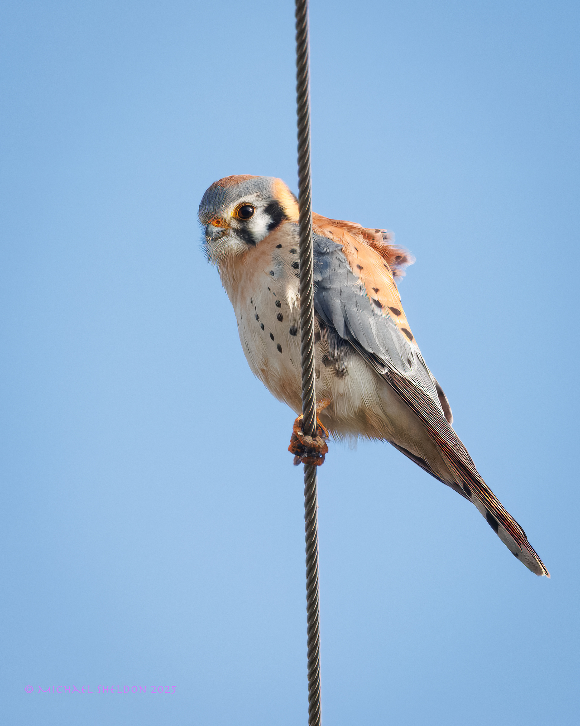 Kestrel