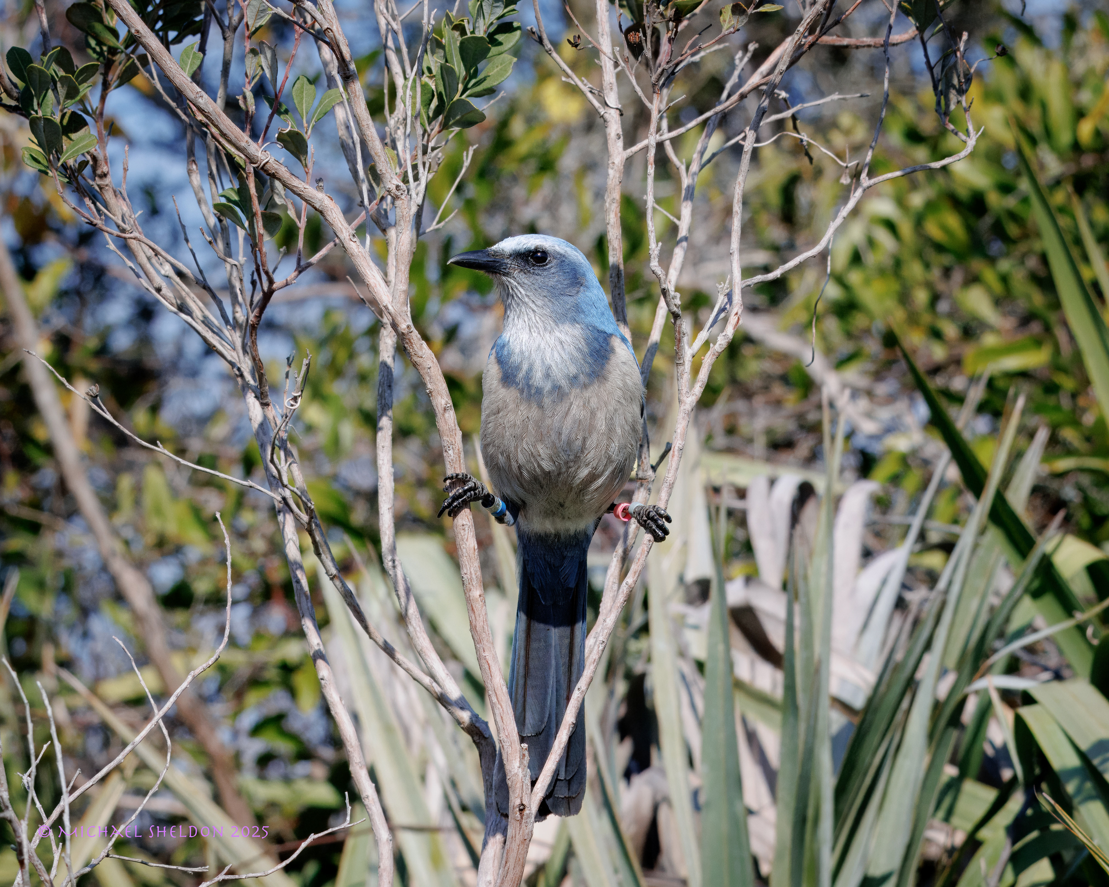 Florida scrub jay