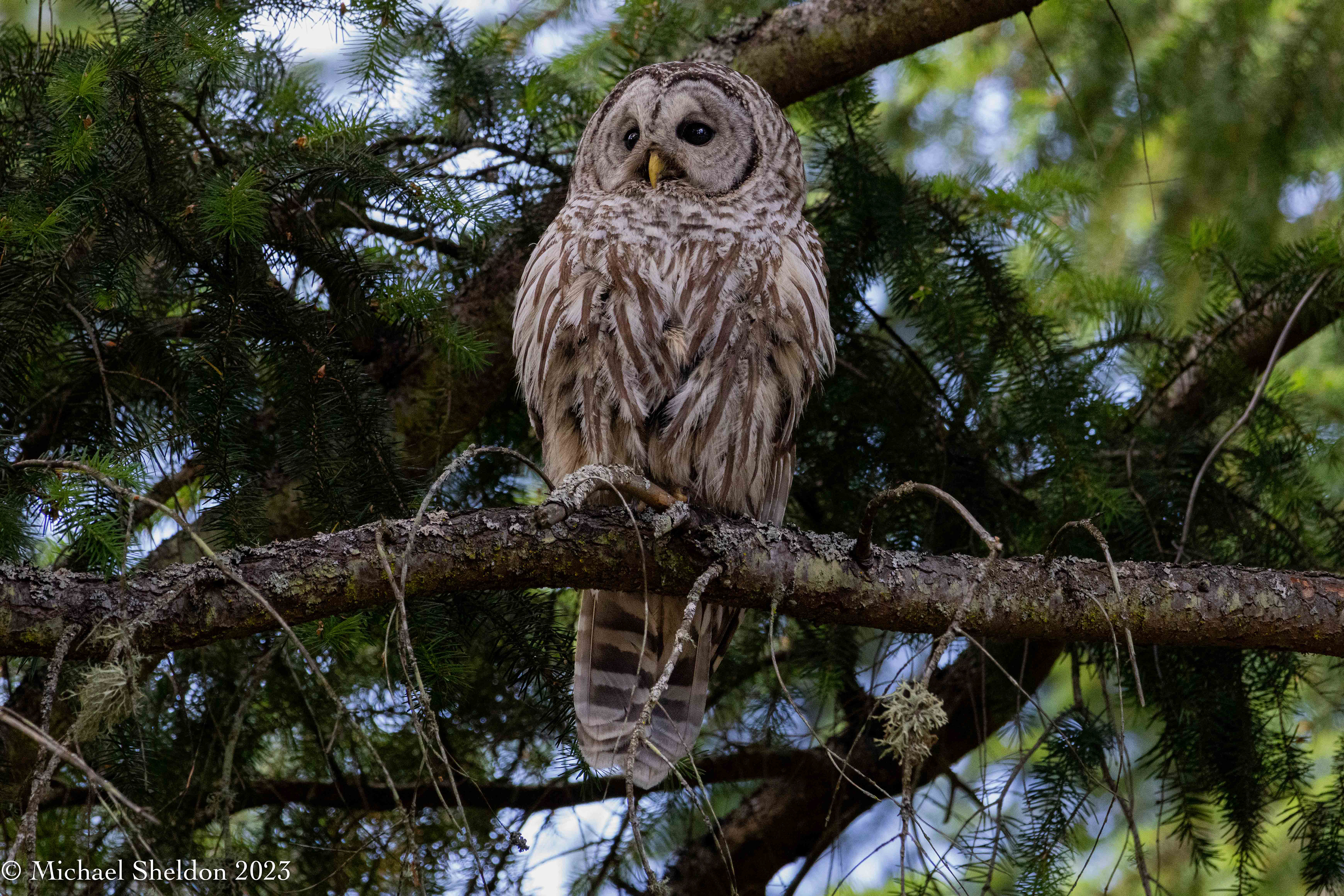 Barred owl
