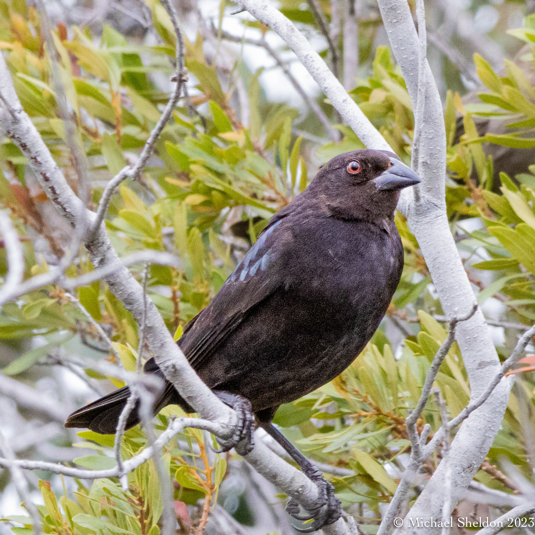 Bronzed Cowbird