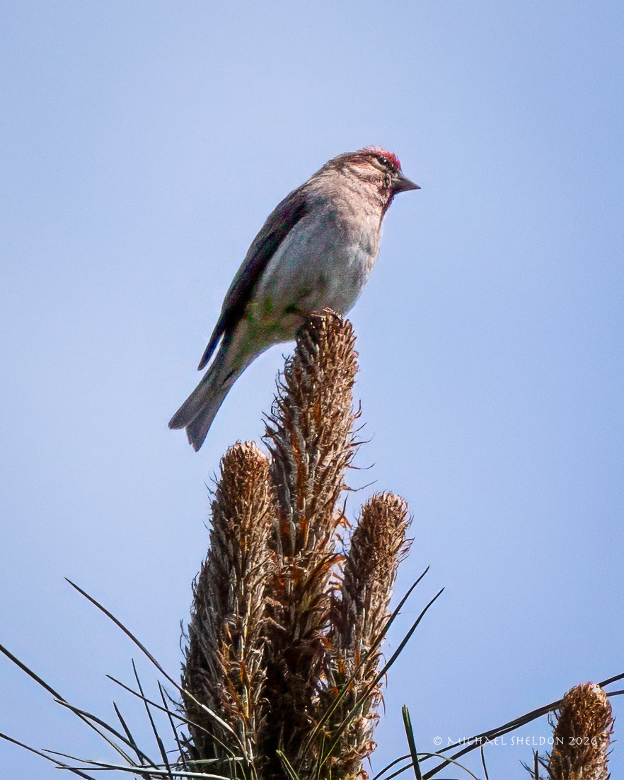 Cassin's finch