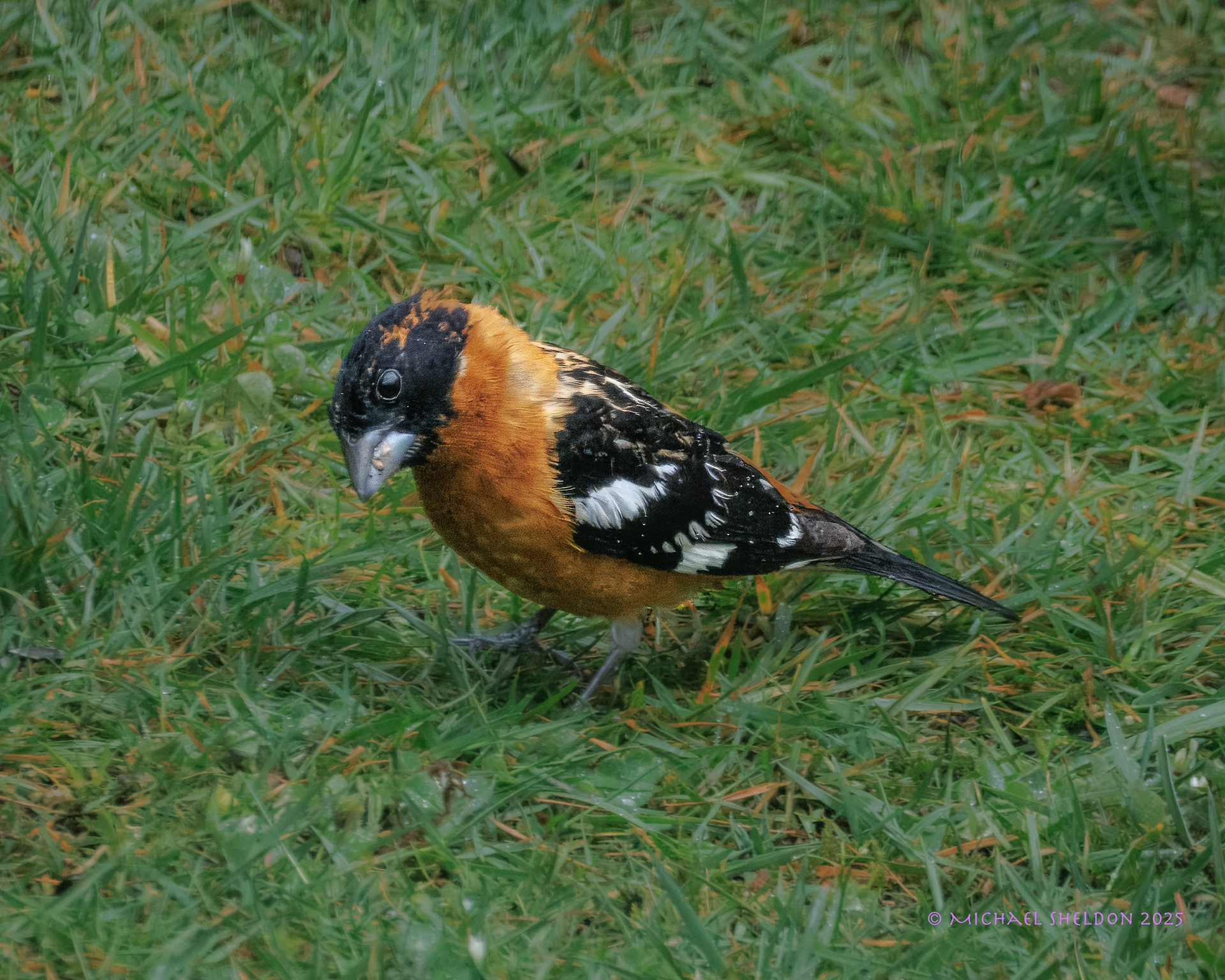 Black-headed grosbeak