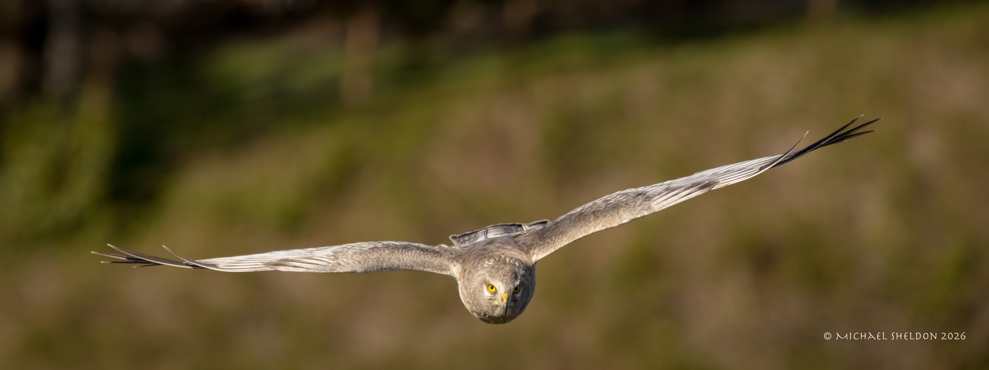 Northern harrier