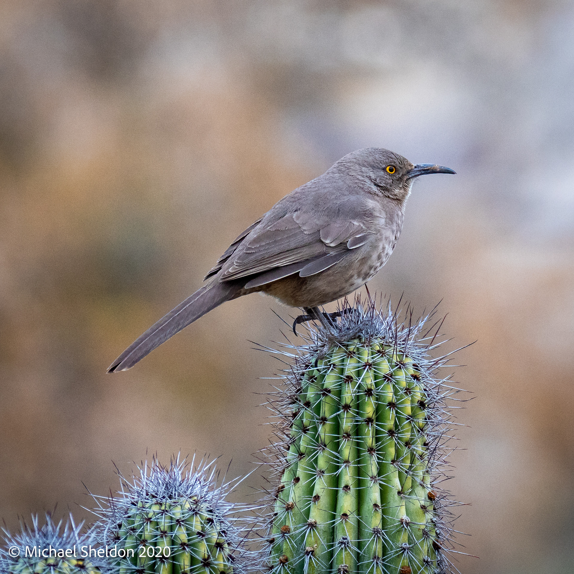 Curve-billed Thrasher