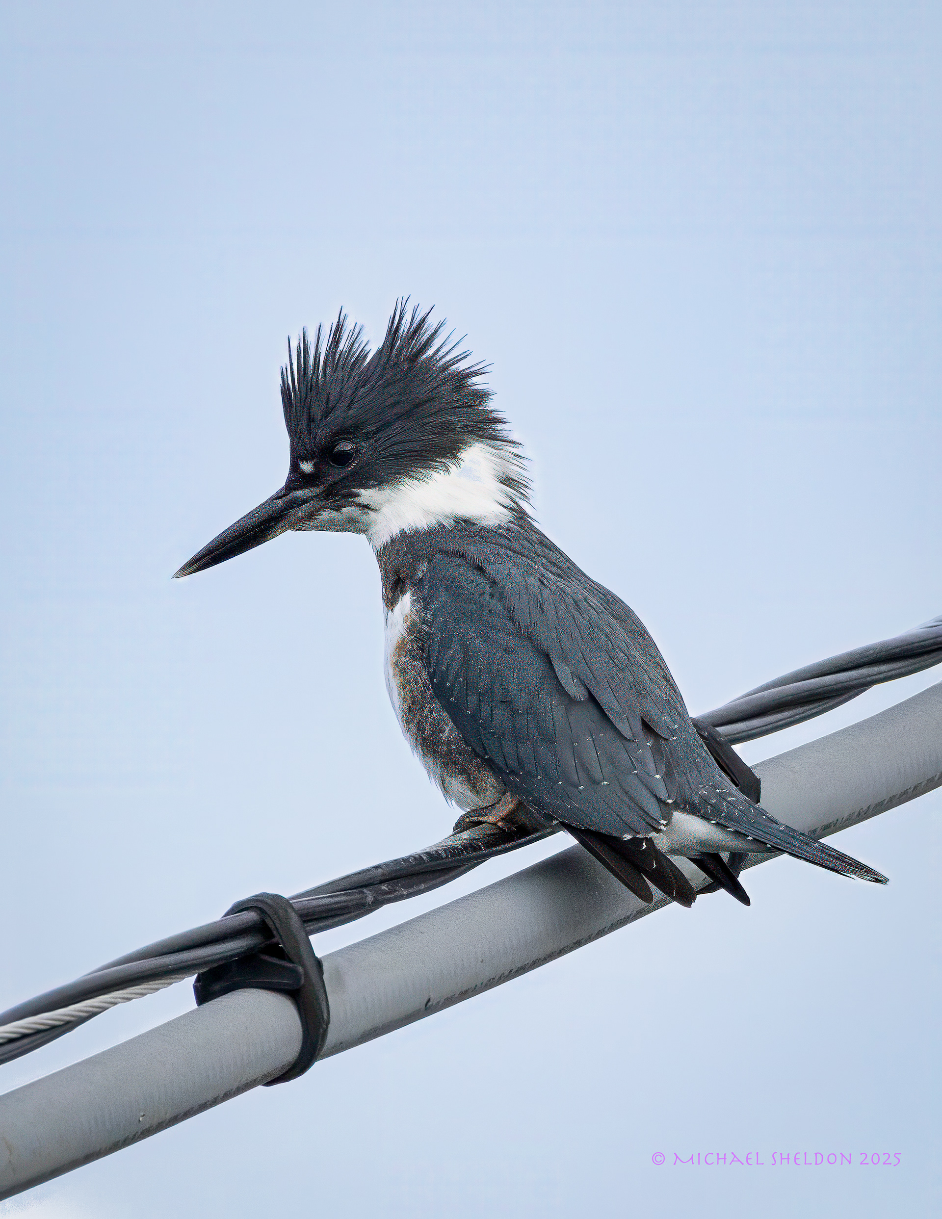 Belted kingfisher