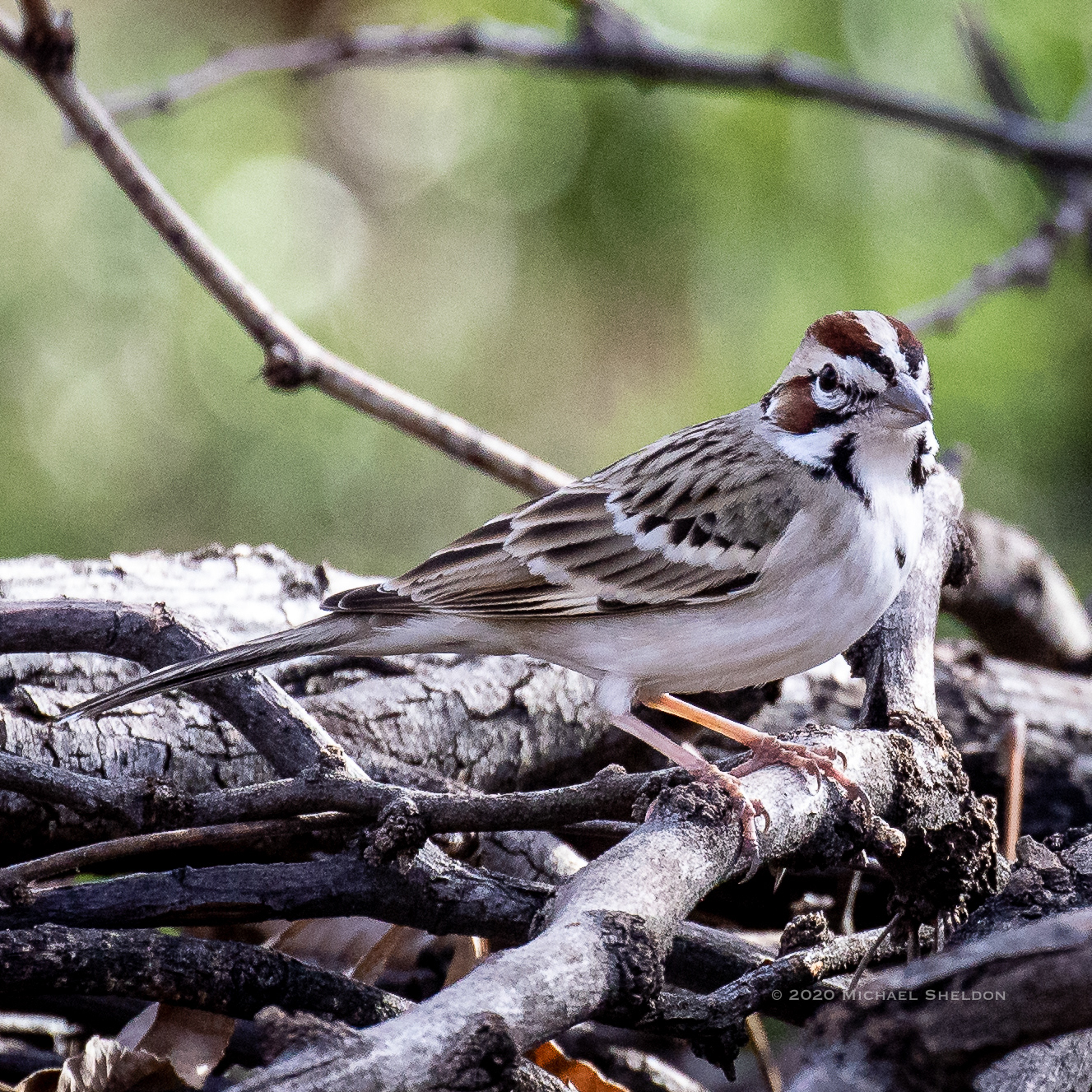 Lark sparrow