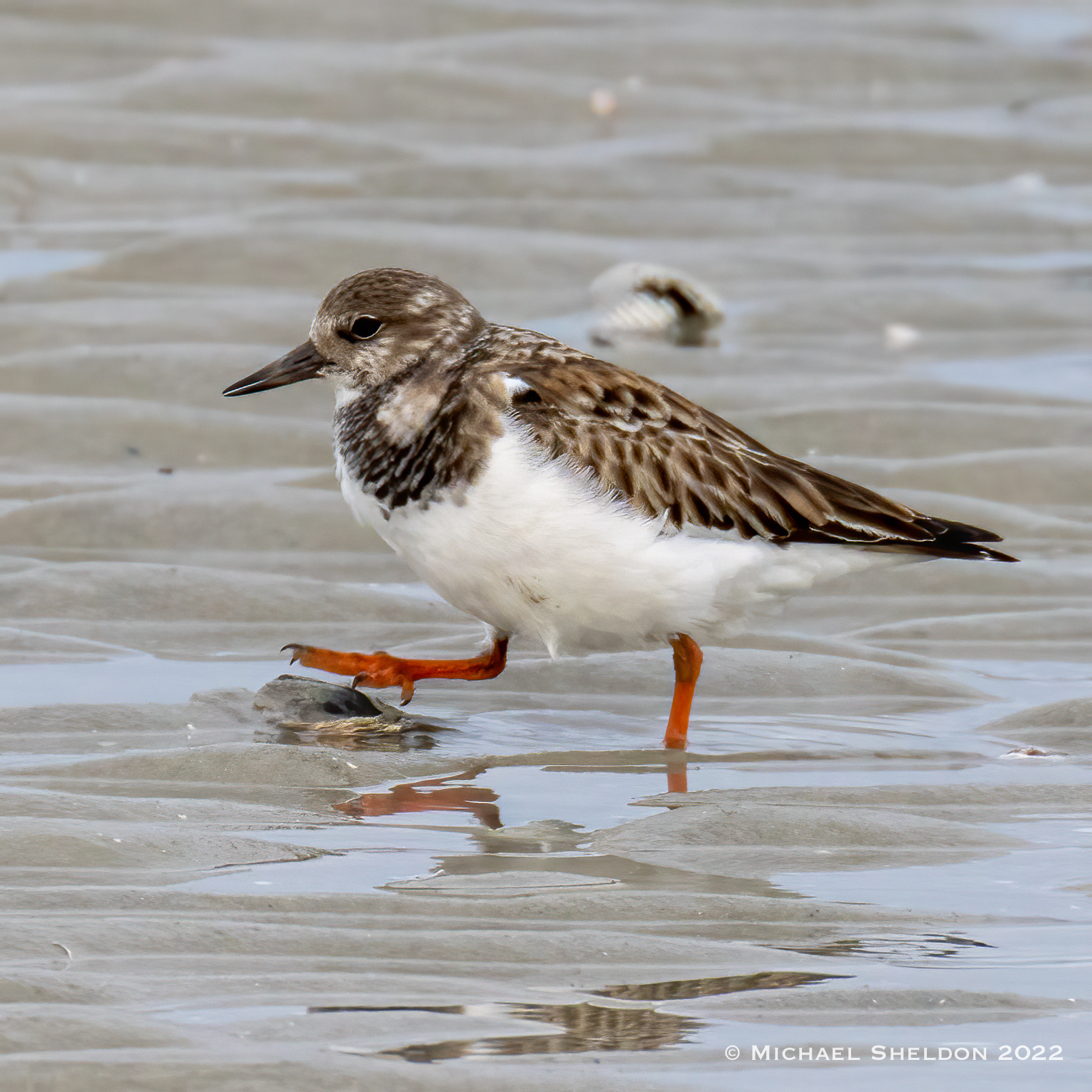 Ruddy Turnstone