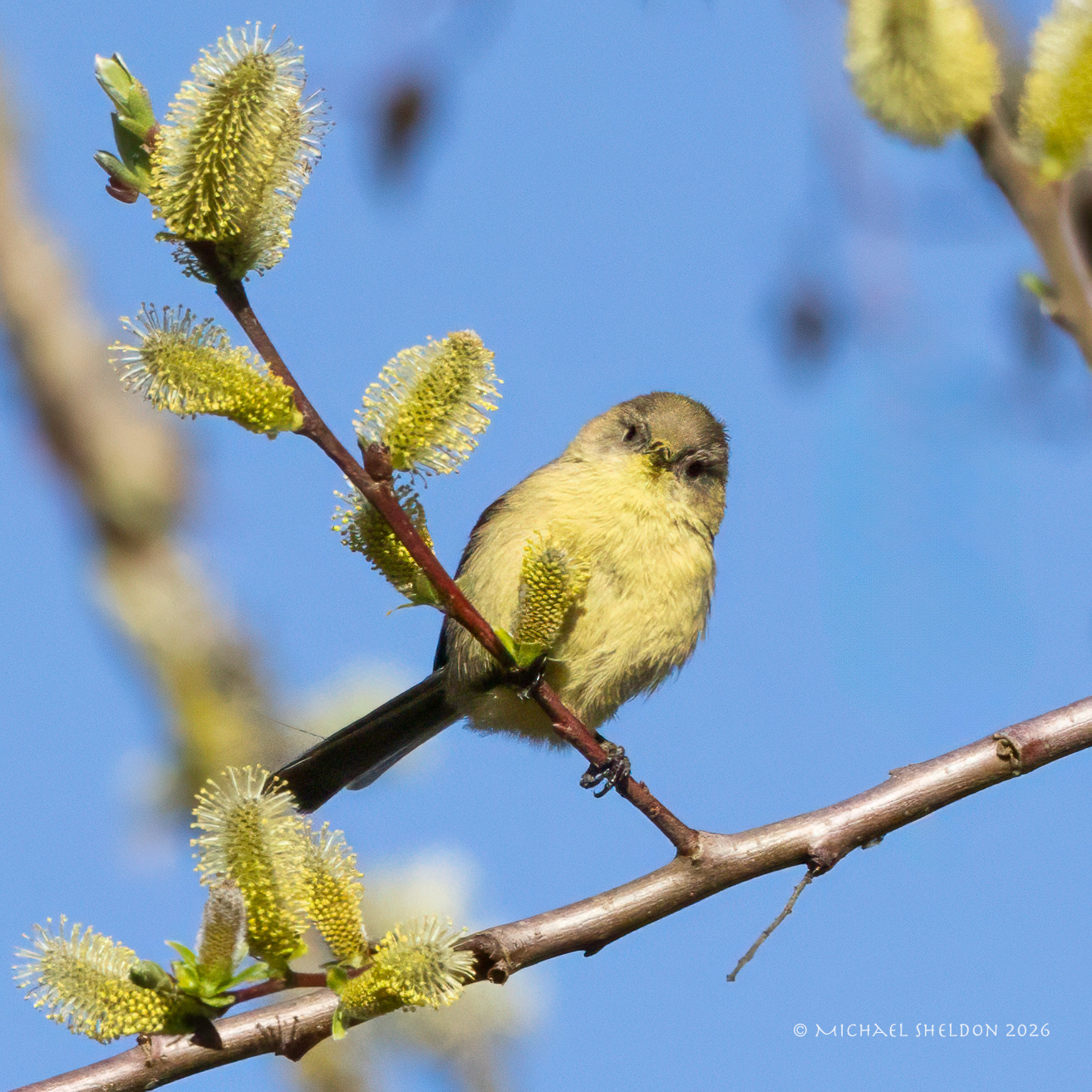 Bushtit