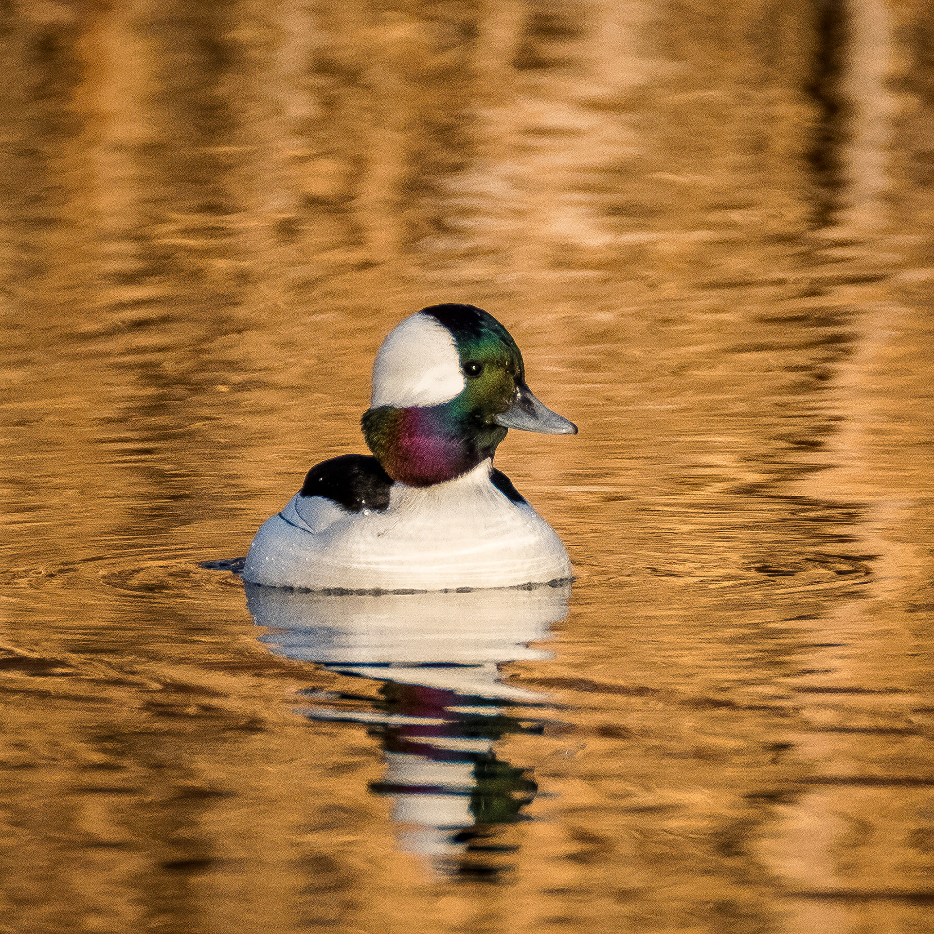 Bufflehead