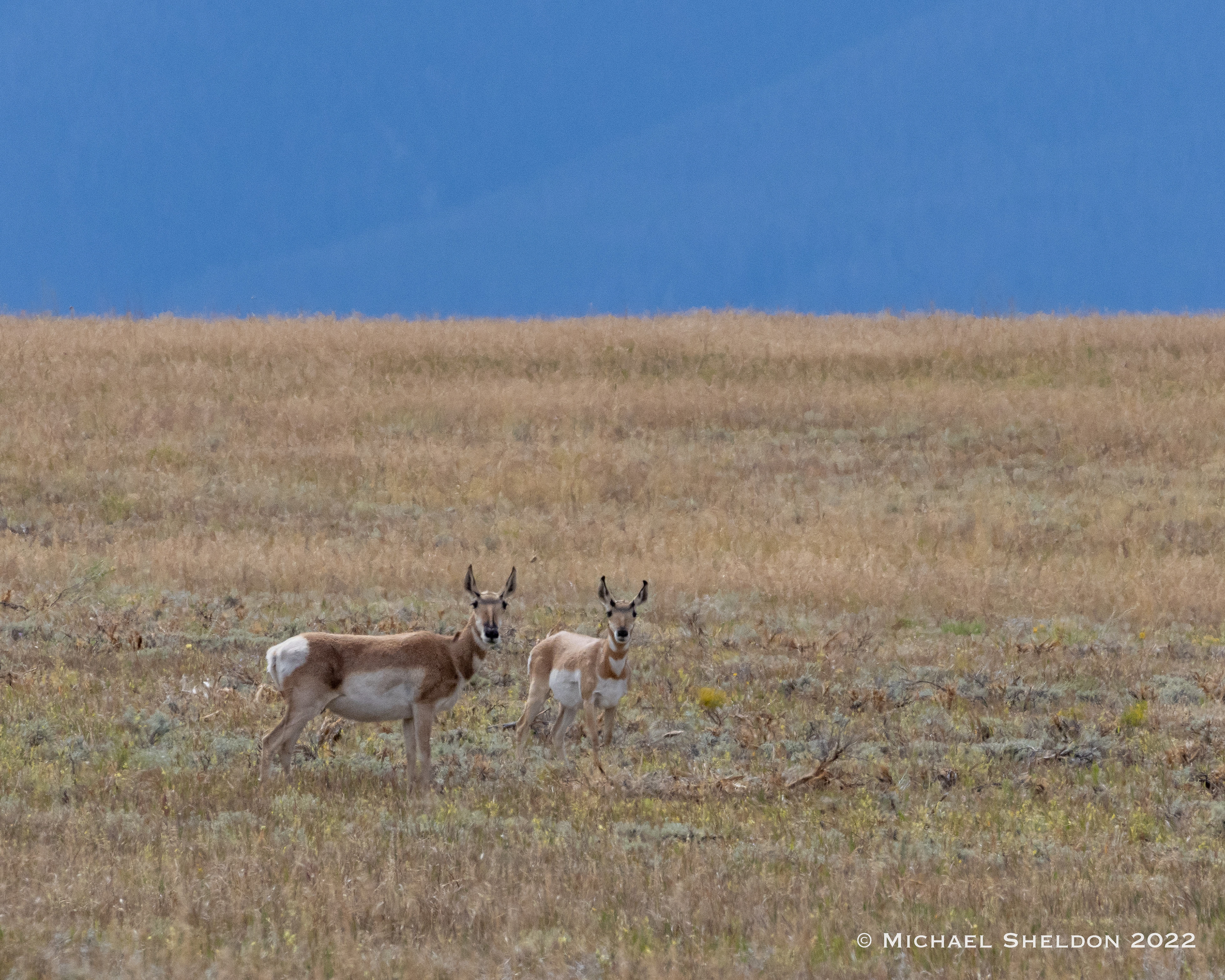 ...and the antelope